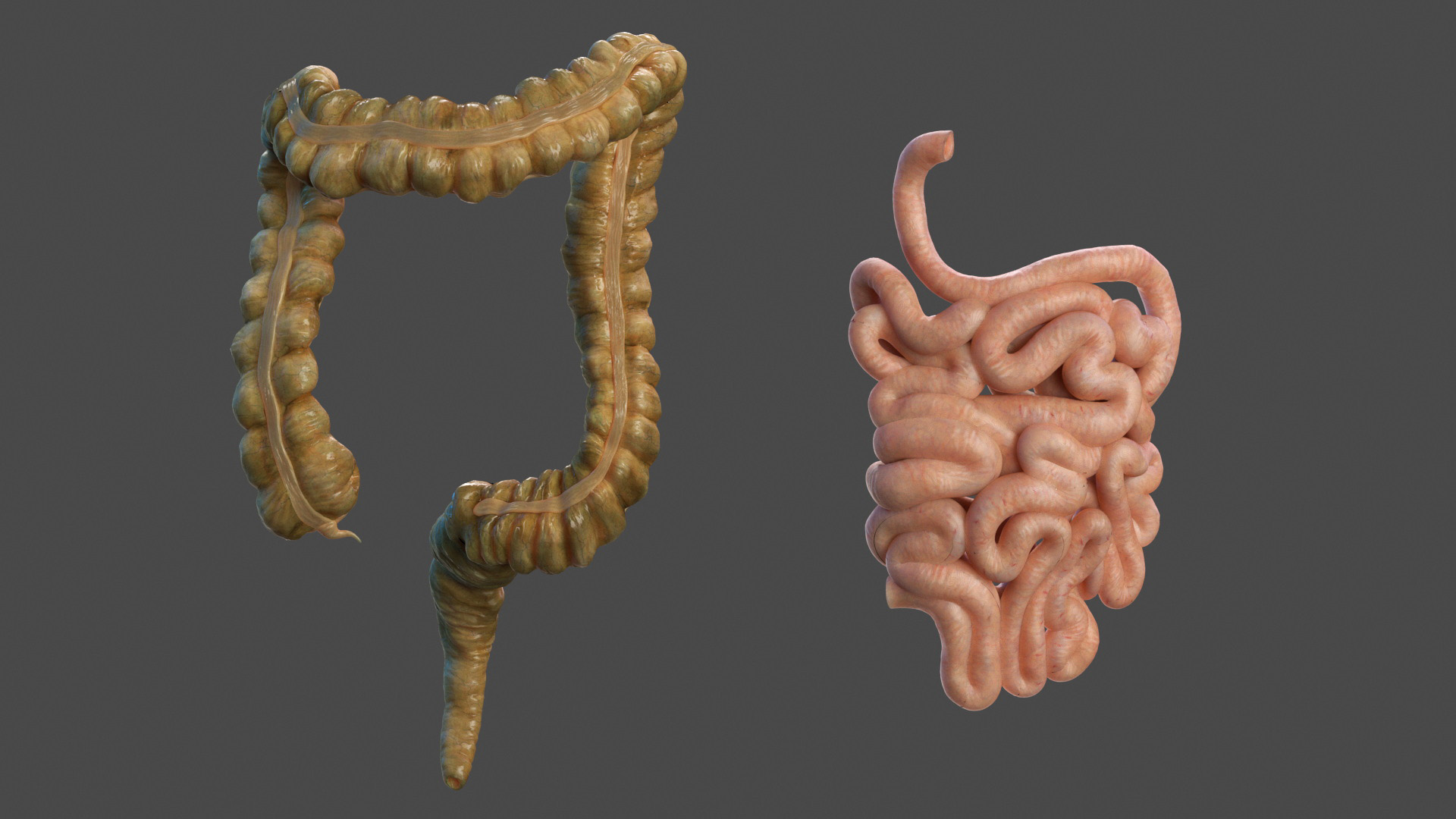 3D model Male Full Body Anatomy Asian Rigged