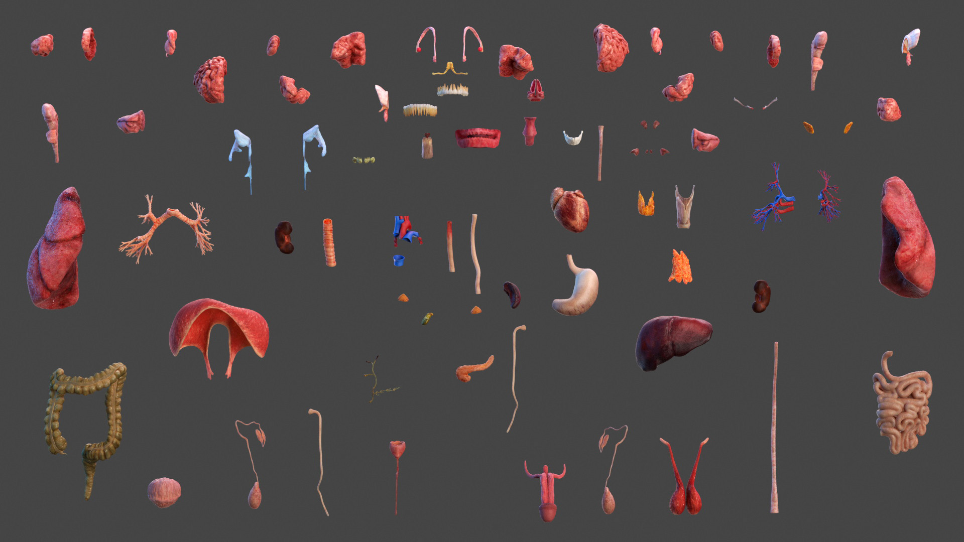 3D model Male Full Body Anatomy Asian Rigged