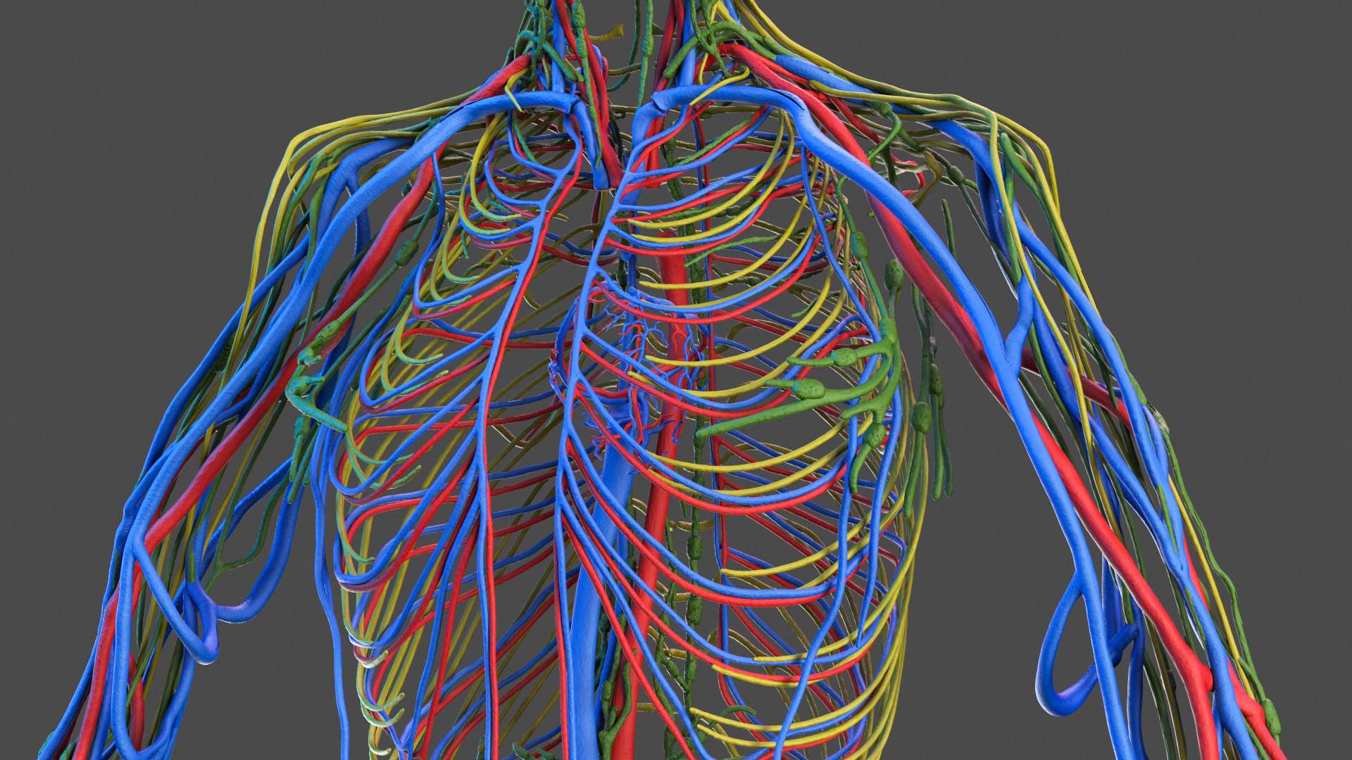 3D model Male Full Body Anatomy Asian Rigged