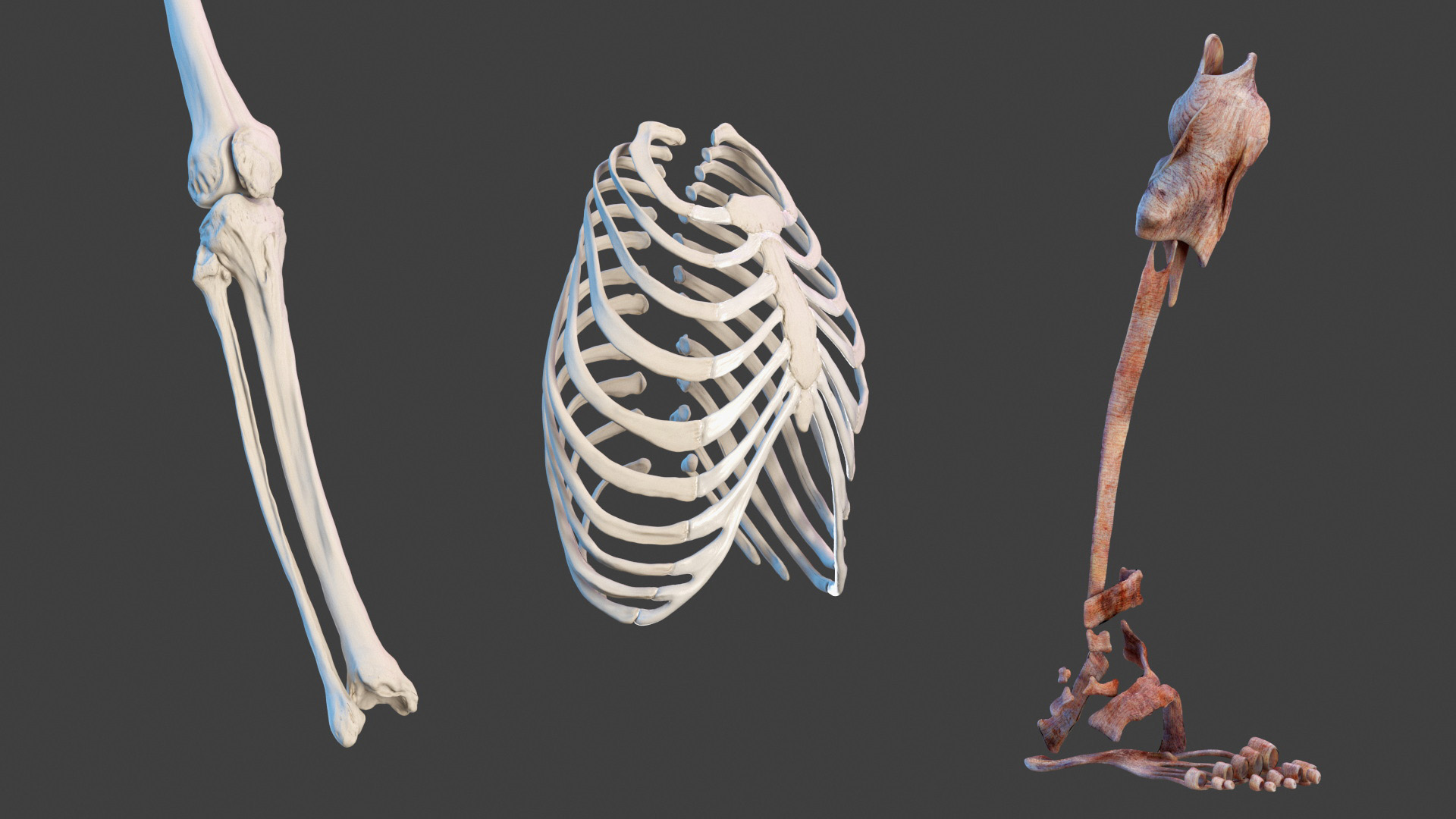 3D model Male Full Body Anatomy Asian Rigged