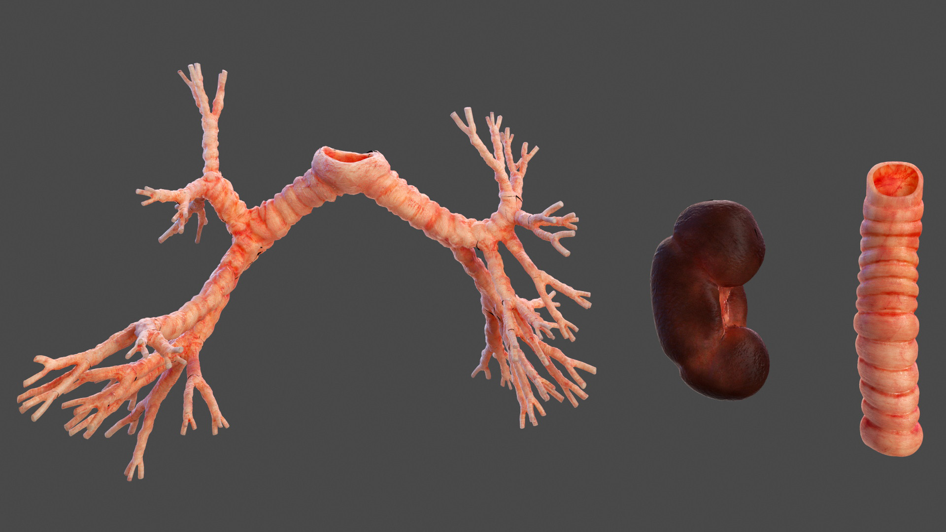 3D model Male Full Body Anatomy Asian Rigged
