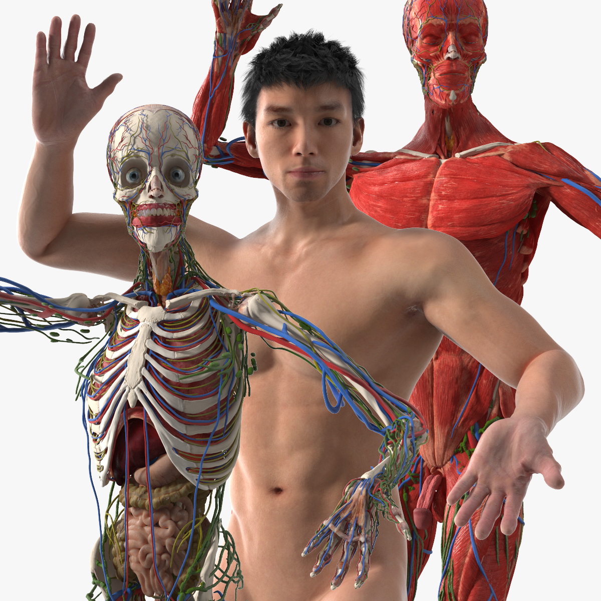 3D model Male Full Body Anatomy Asian Rigged