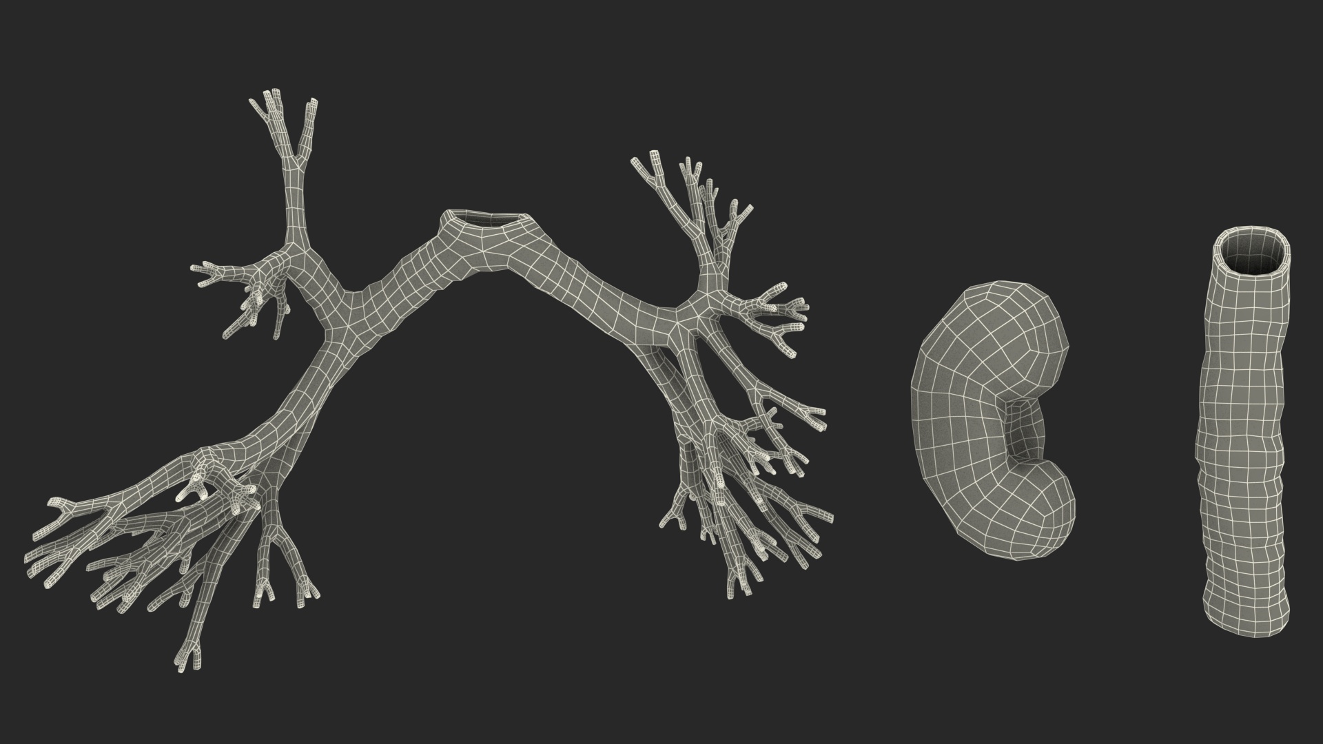 3D model Male Full Body Anatomy Asian Rigged