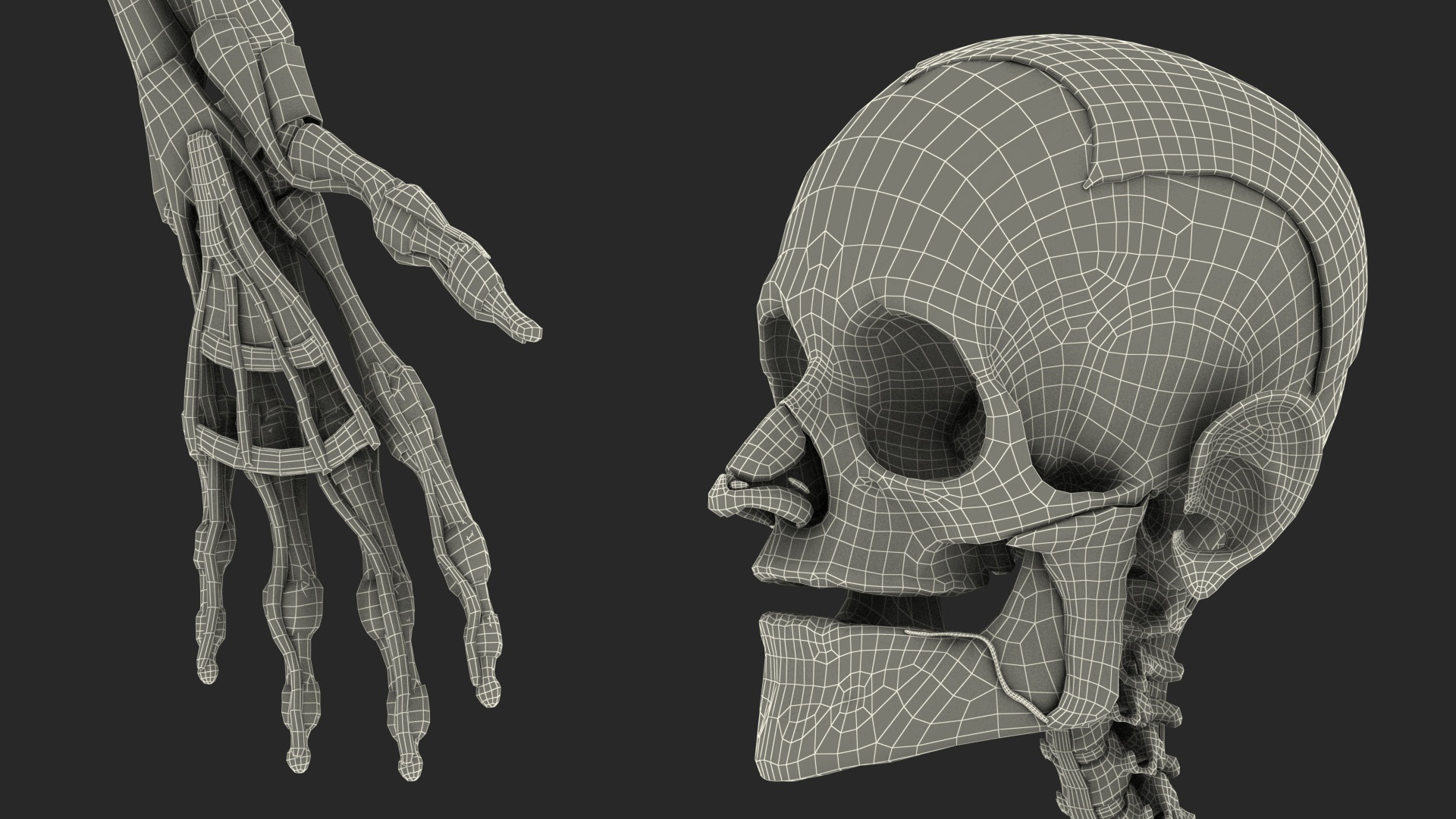 3D model Male Full Body Anatomy Asian Rigged