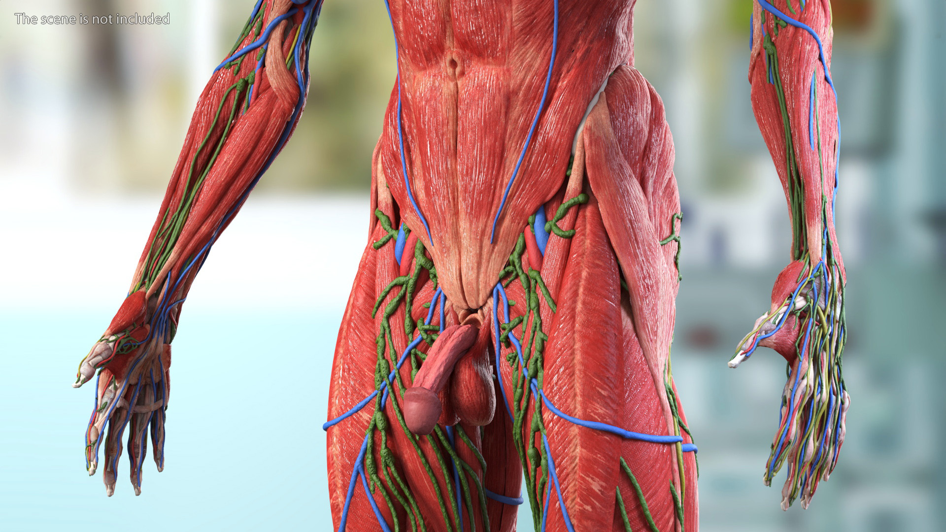 3D model Male Full Body Anatomy Asian Rigged