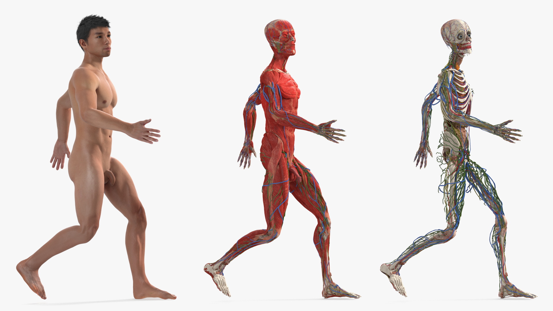 3D model Male Full Body Anatomy Asian Rigged