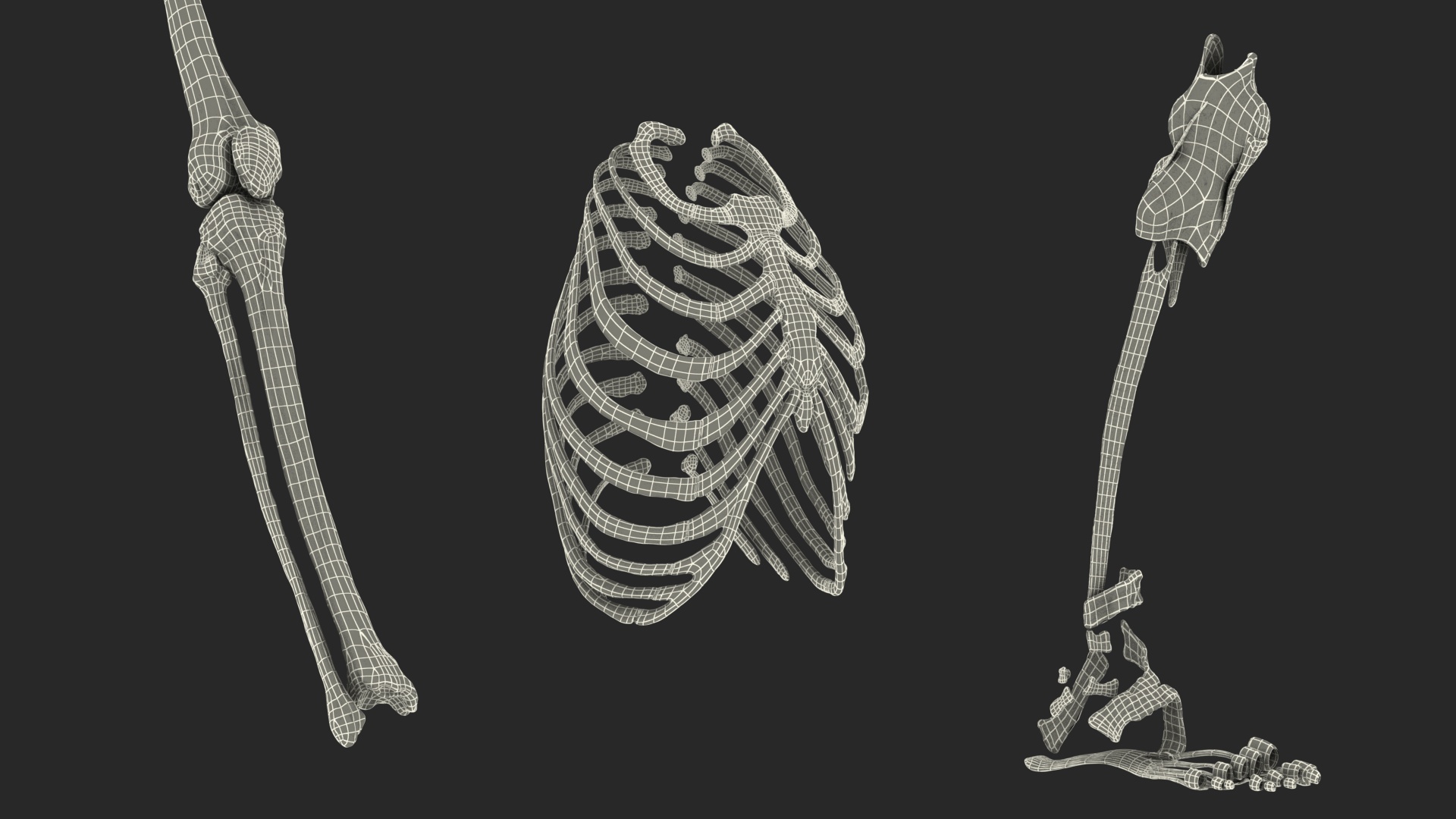 3D model Male Full Body Anatomy Asian Rigged