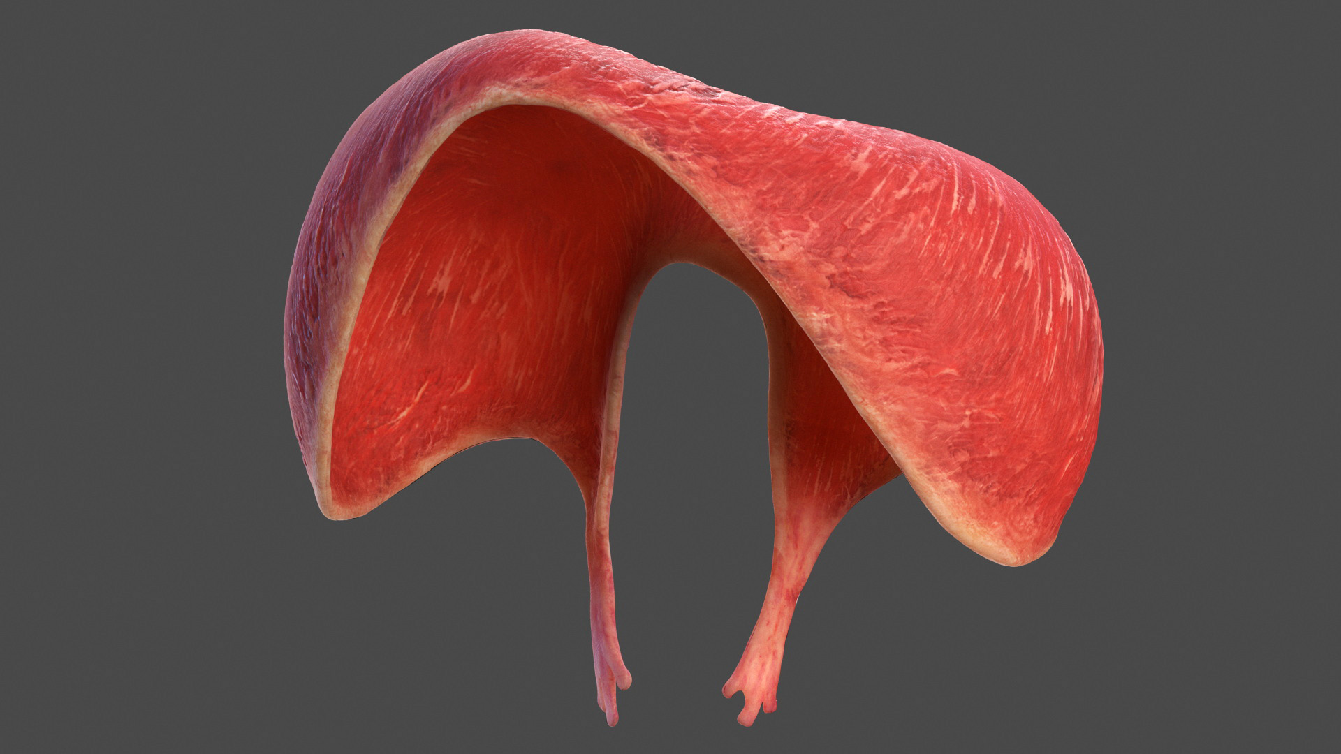3D model Male Full Body Anatomy Asian Rigged