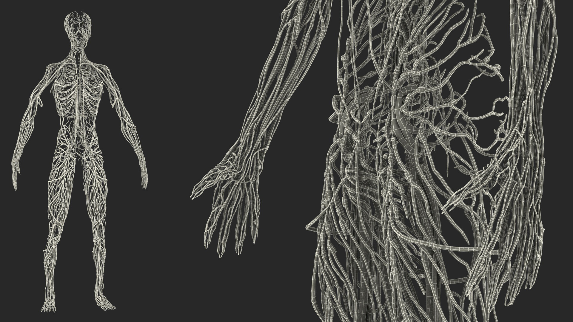 3D model Male Full Body Anatomy Asian Rigged
