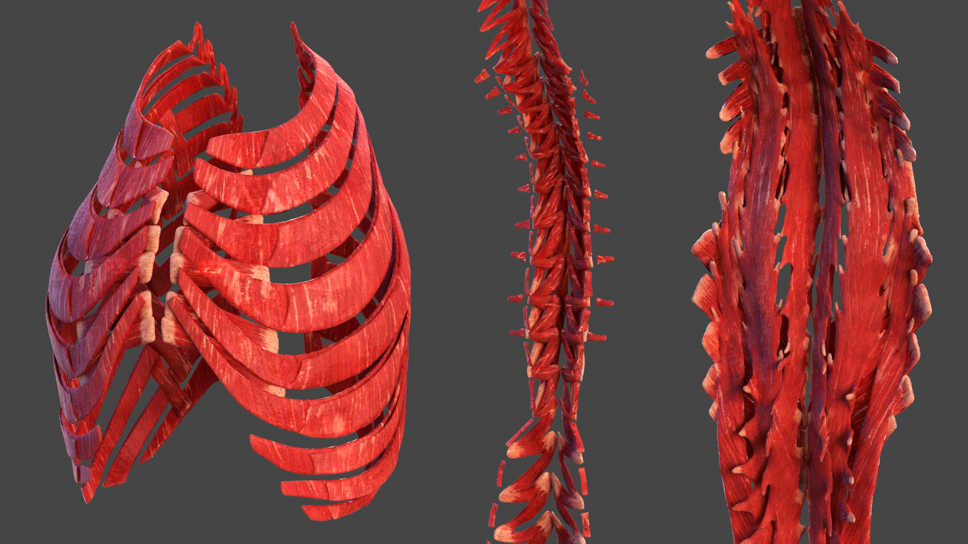 3D model Male Full Body Anatomy Asian Rigged