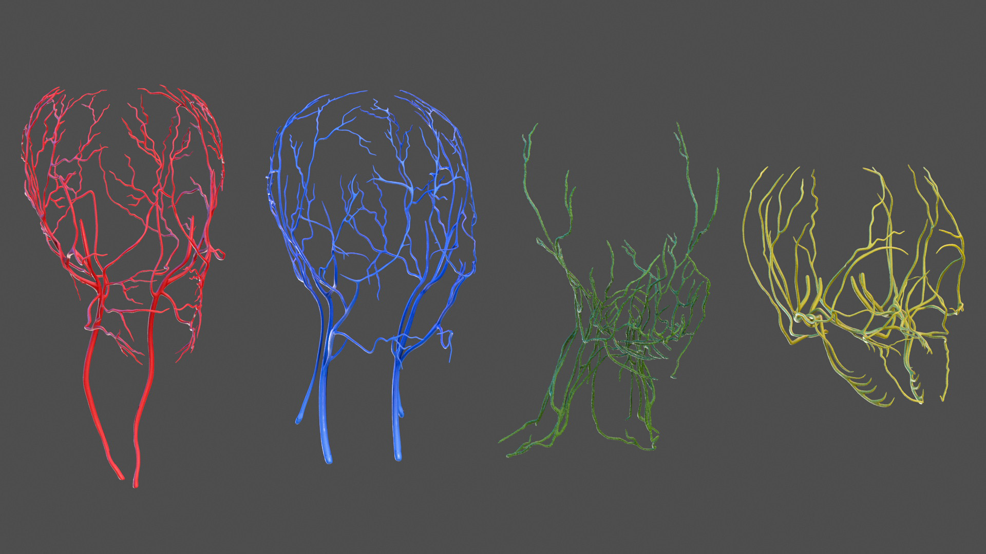 3D model Male Full Body Anatomy Asian Rigged