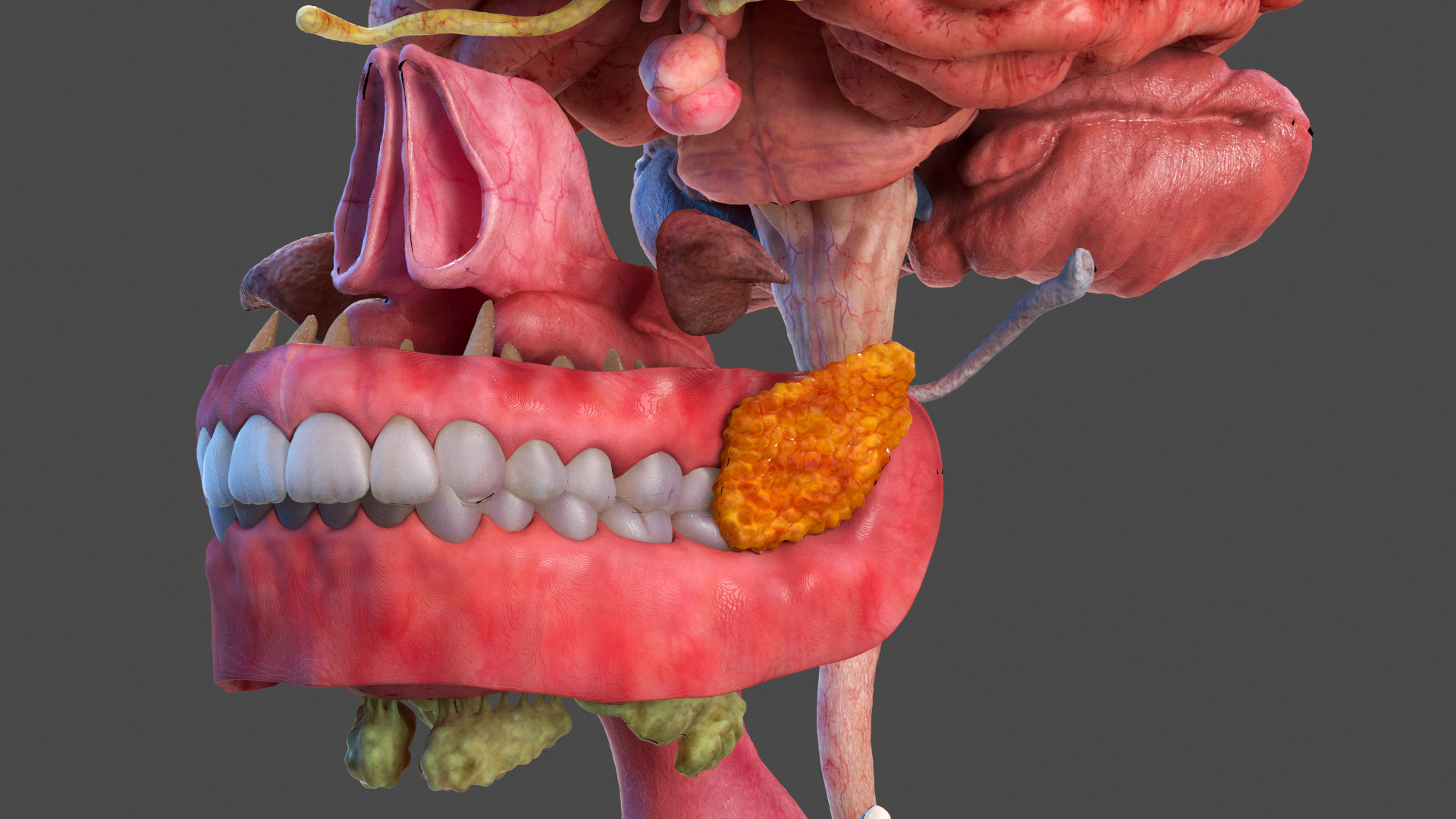 3D model Male Full Body Anatomy Asian Rigged