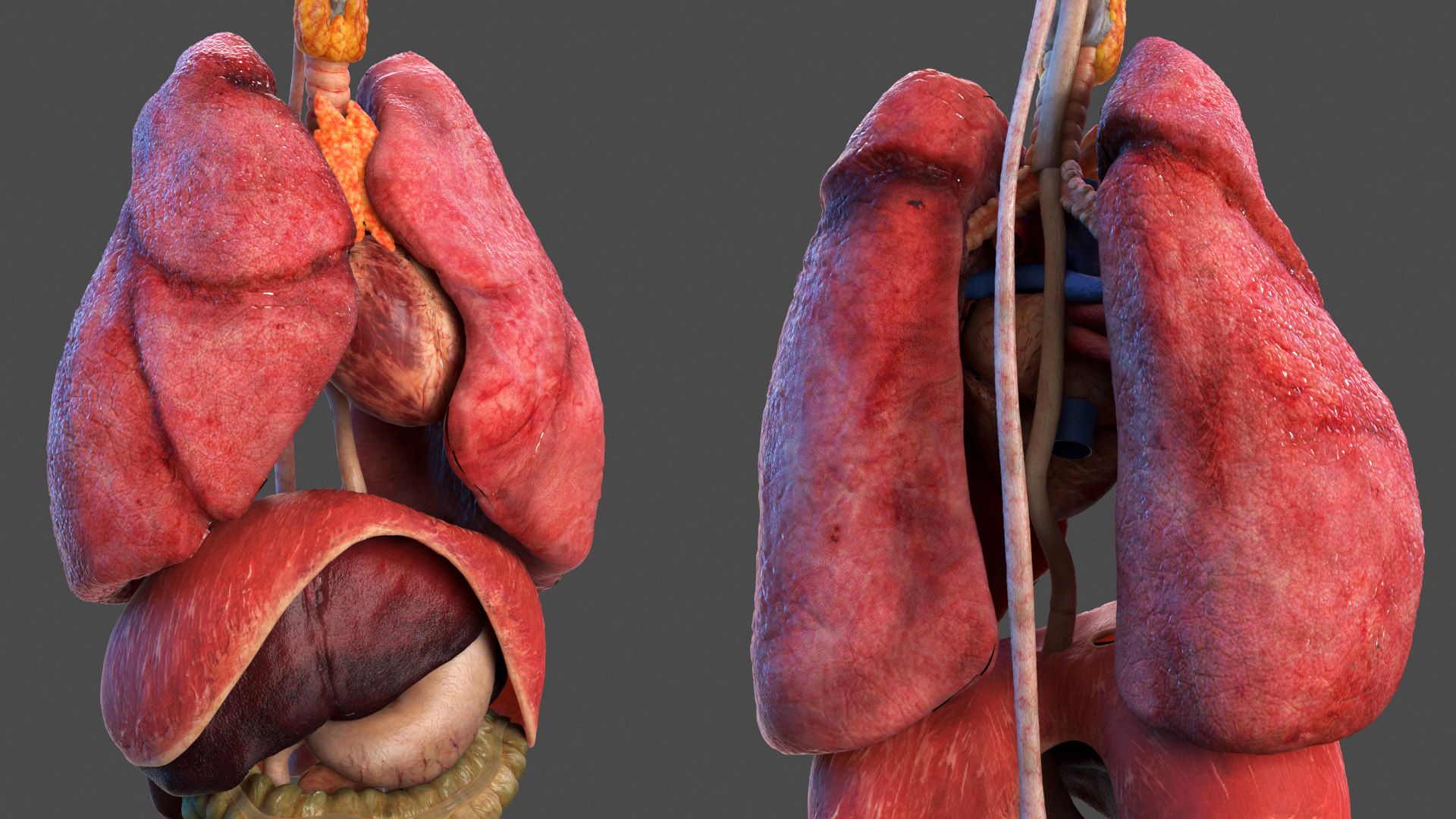 3D model Male Full Body Anatomy Asian Rigged