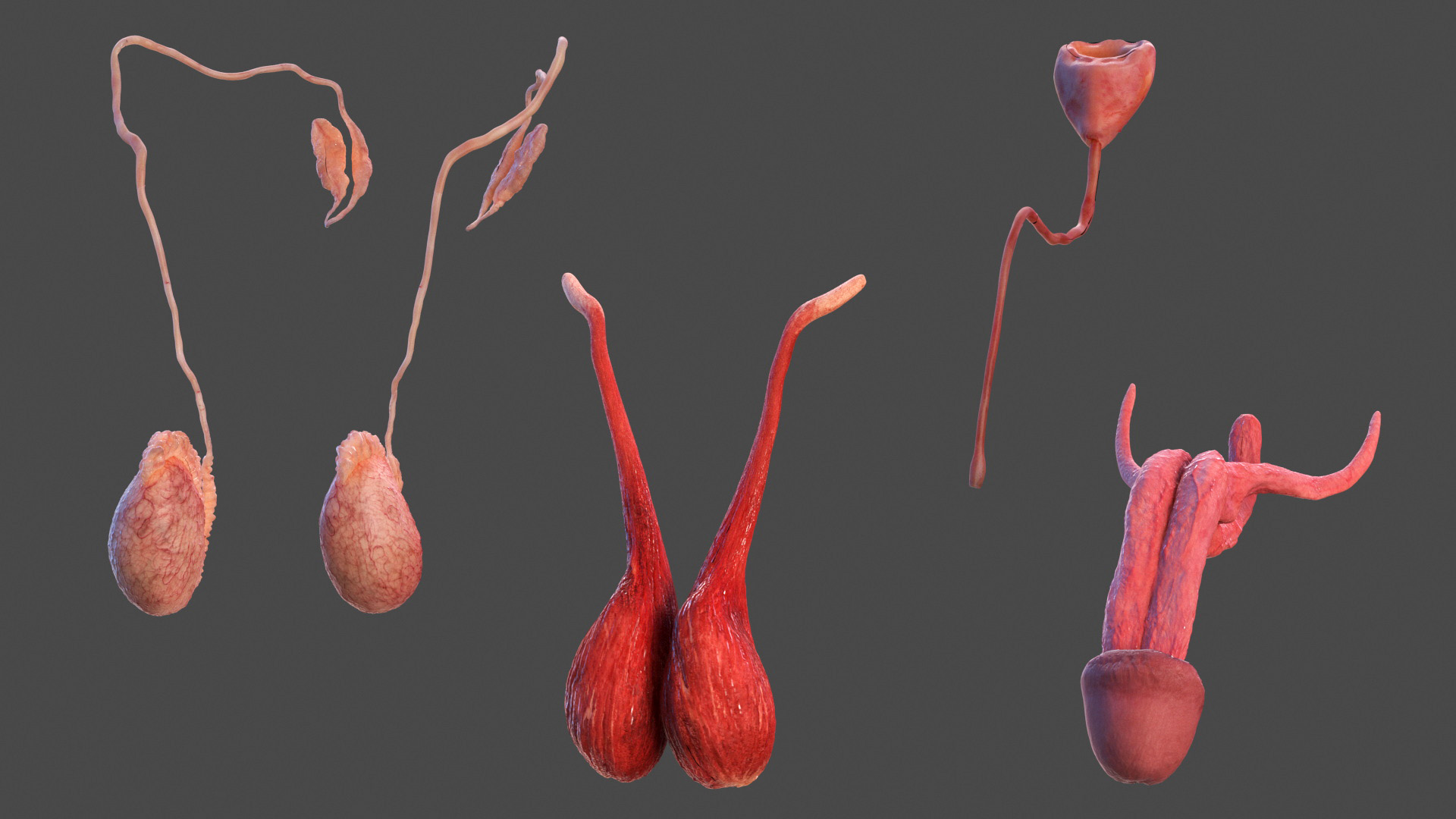 3D model Male Full Body Anatomy Asian Rigged