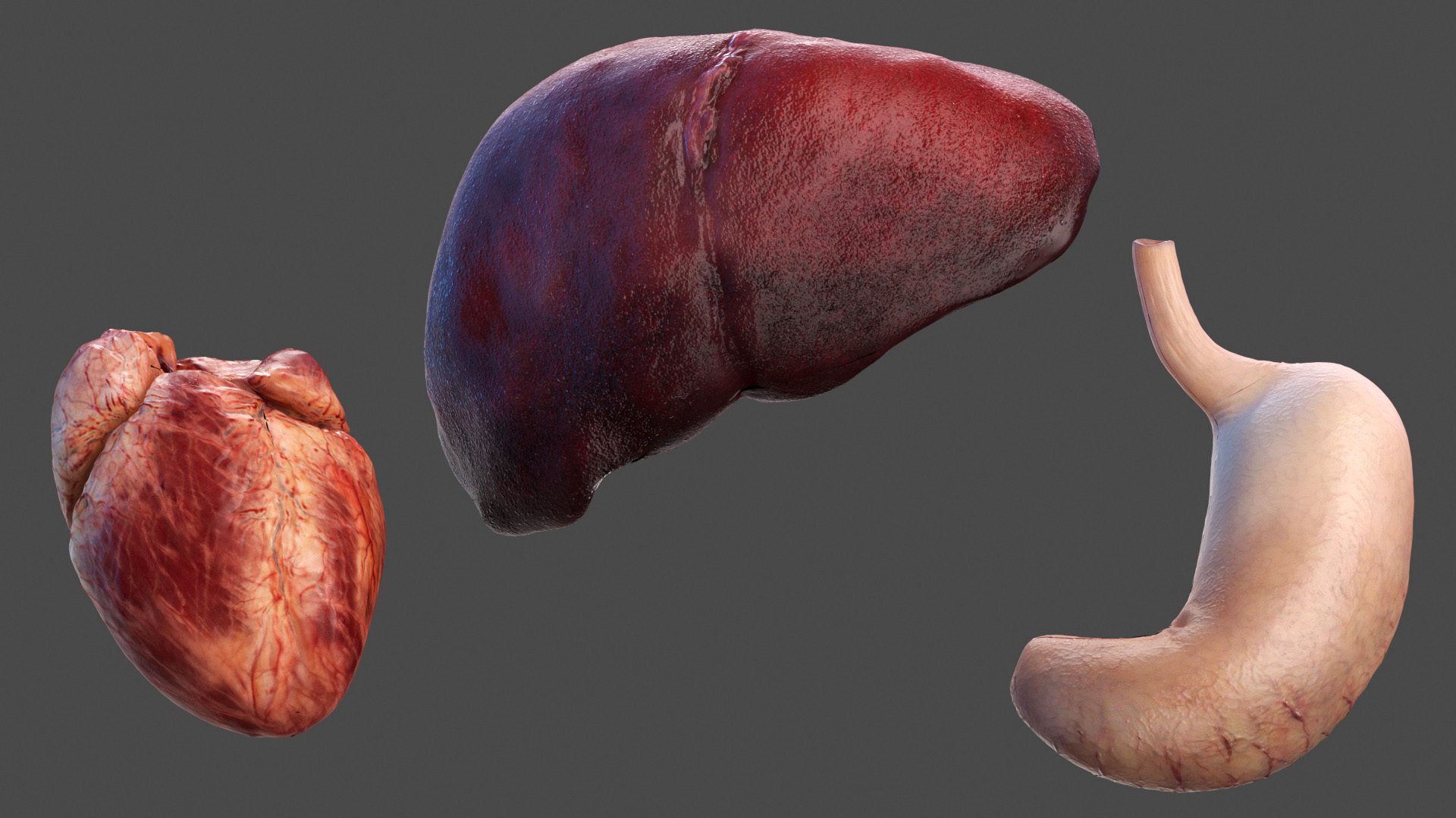 3D model Male Full Body Anatomy Asian Rigged