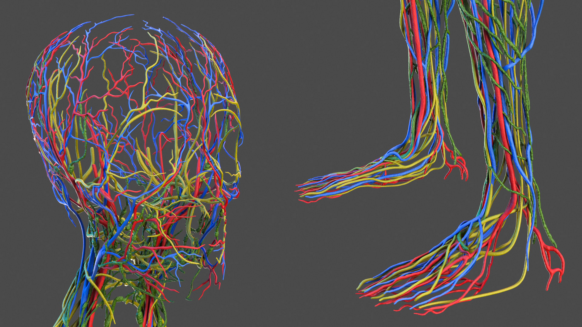 3D model Male Full Body Anatomy Asian Rigged