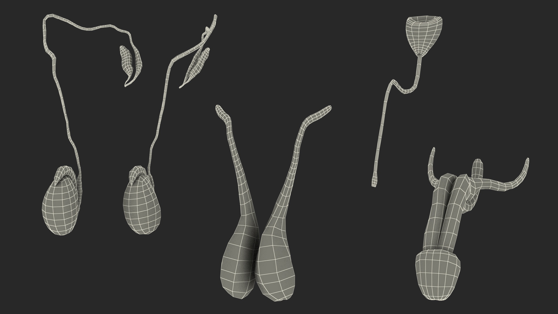 3D model Male Full Body Anatomy Asian Rigged