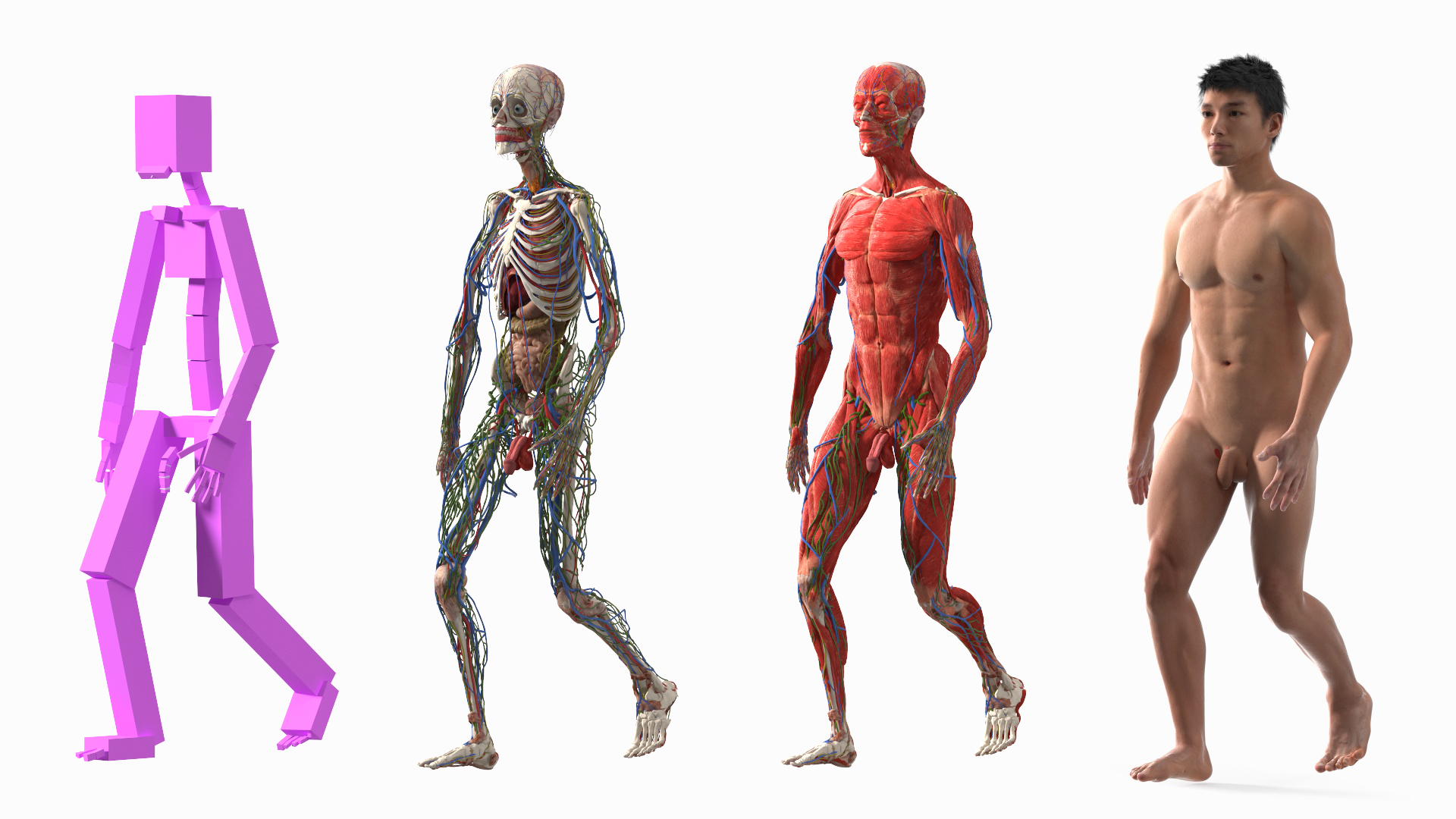 3D model Male Full Body Anatomy Asian Rigged