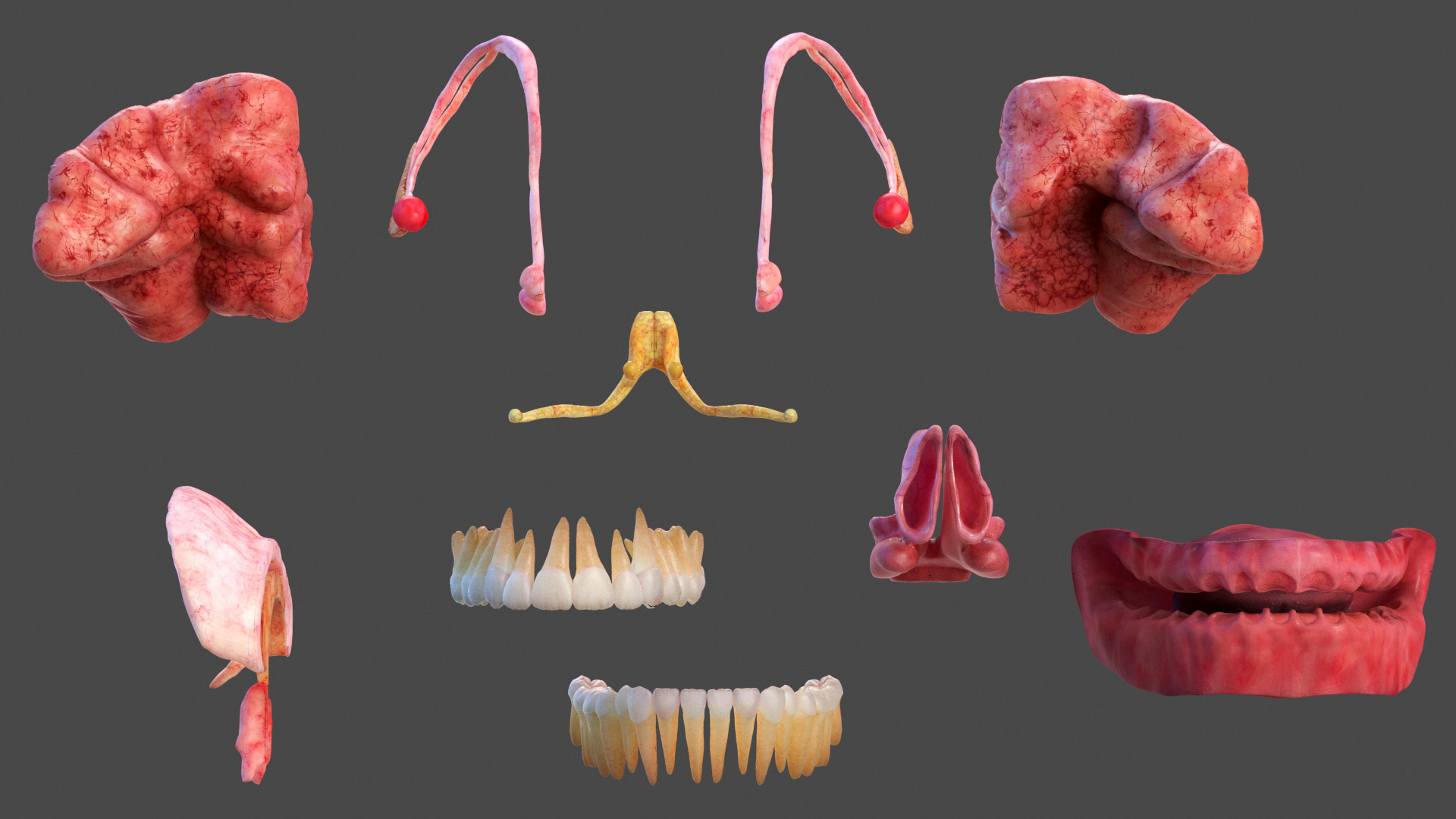 3D model Male Full Body Anatomy Asian Rigged