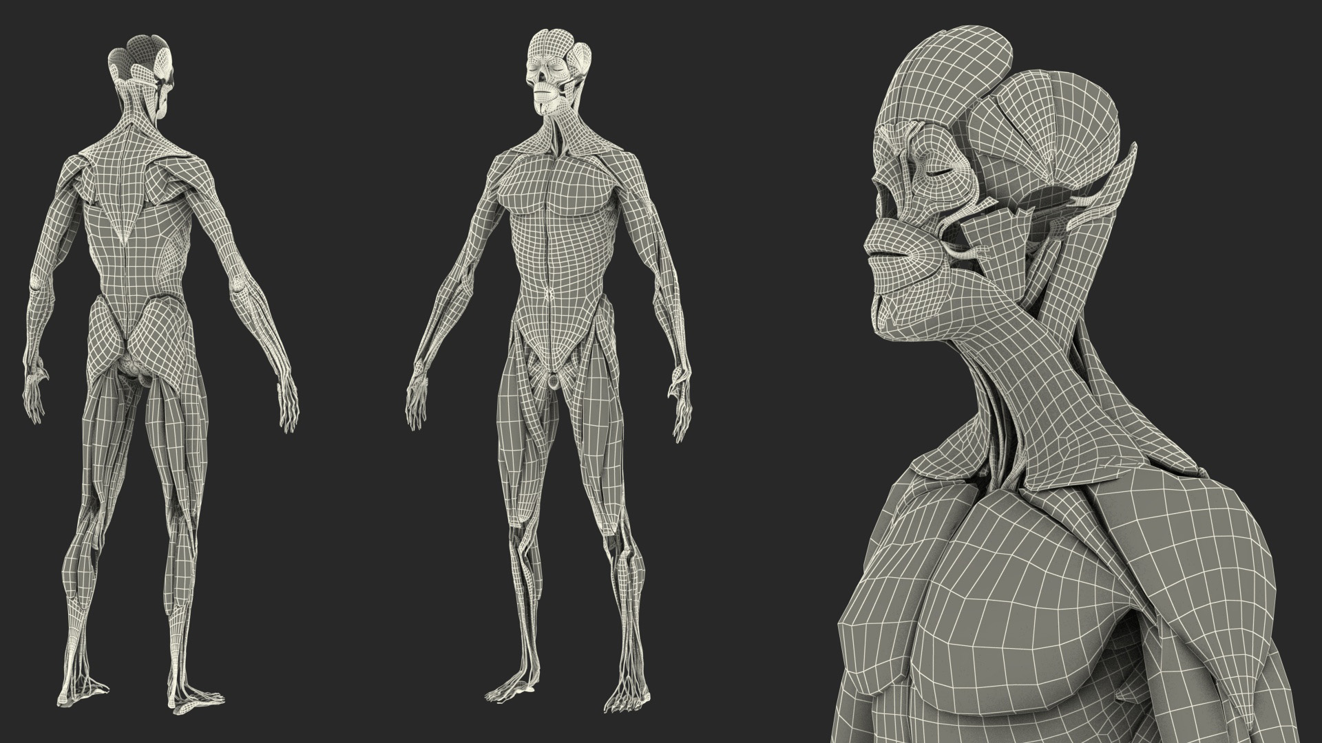 3D model Male Full Body Anatomy Asian Rigged