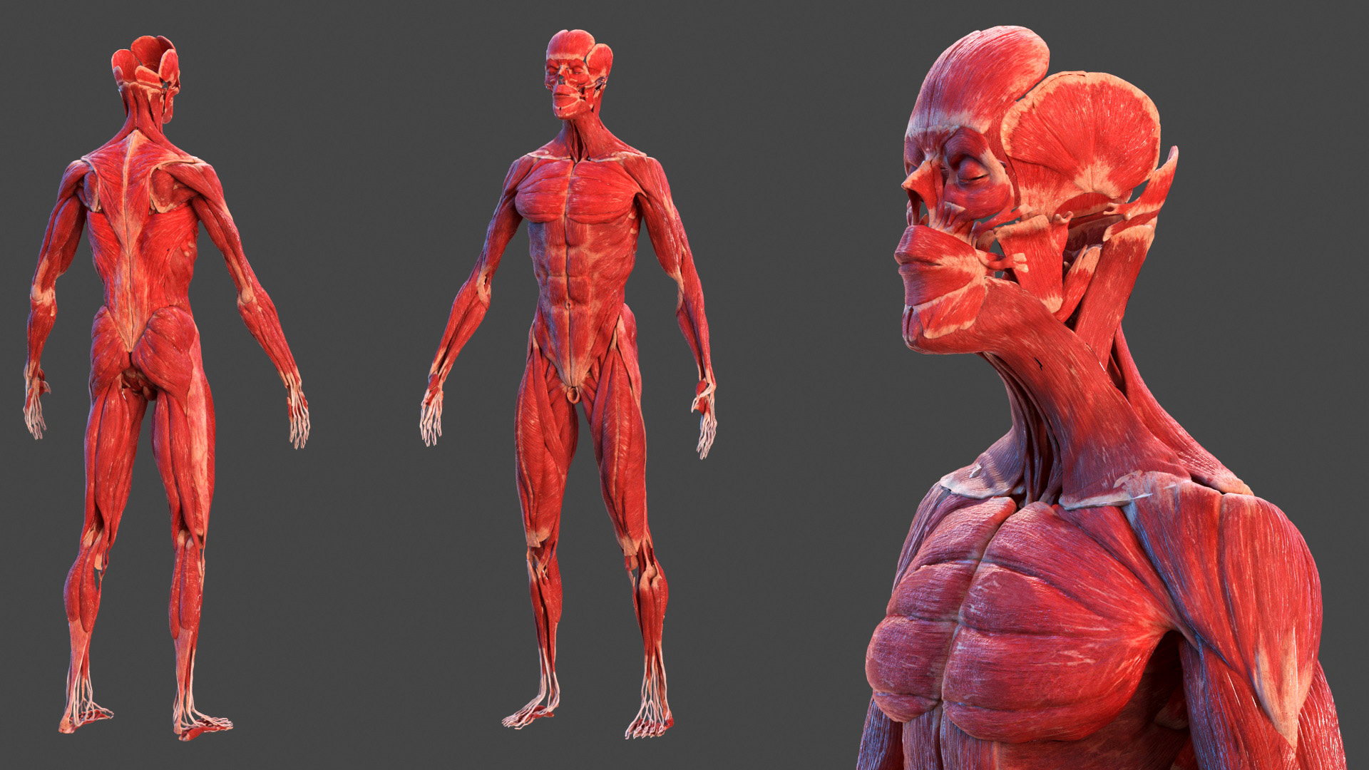 3D model Male Full Body Anatomy Asian Rigged