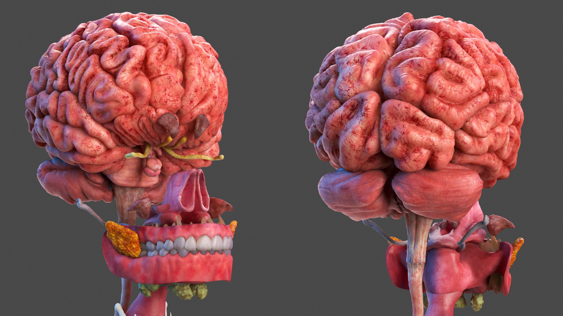 3D model Male Full Body Anatomy Asian Rigged