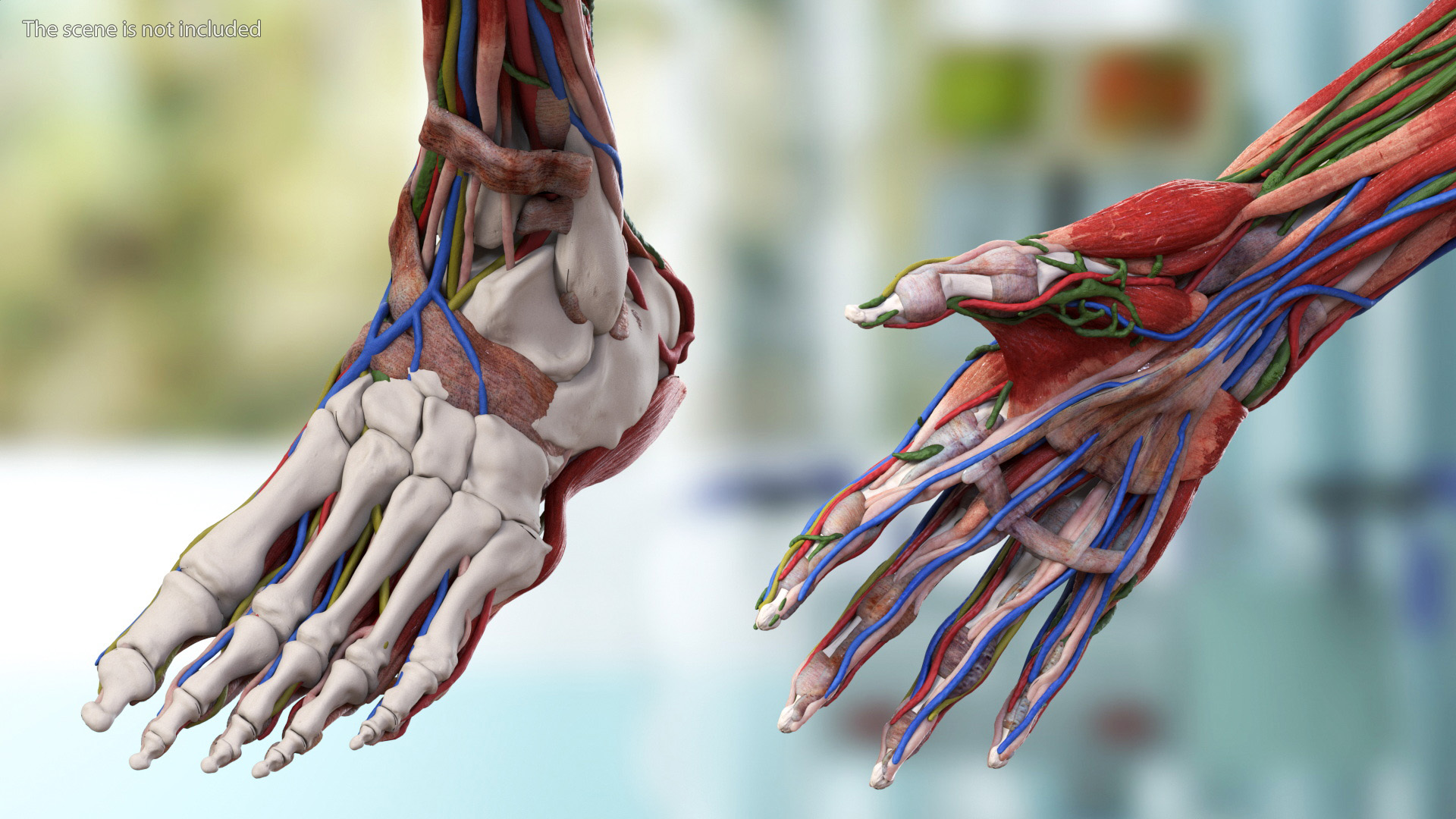 3D model Male Full Body Anatomy Asian Rigged