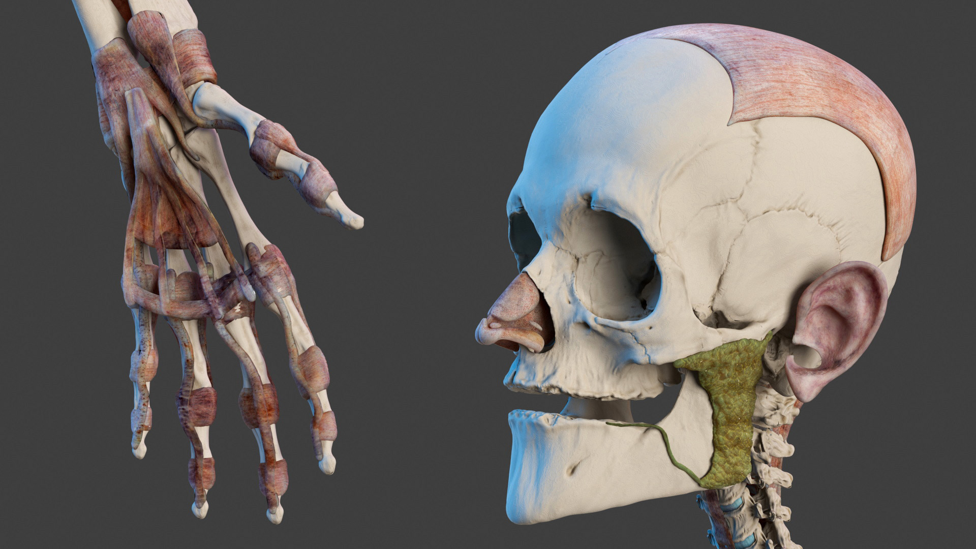 3D model Male Full Body Anatomy Asian Rigged