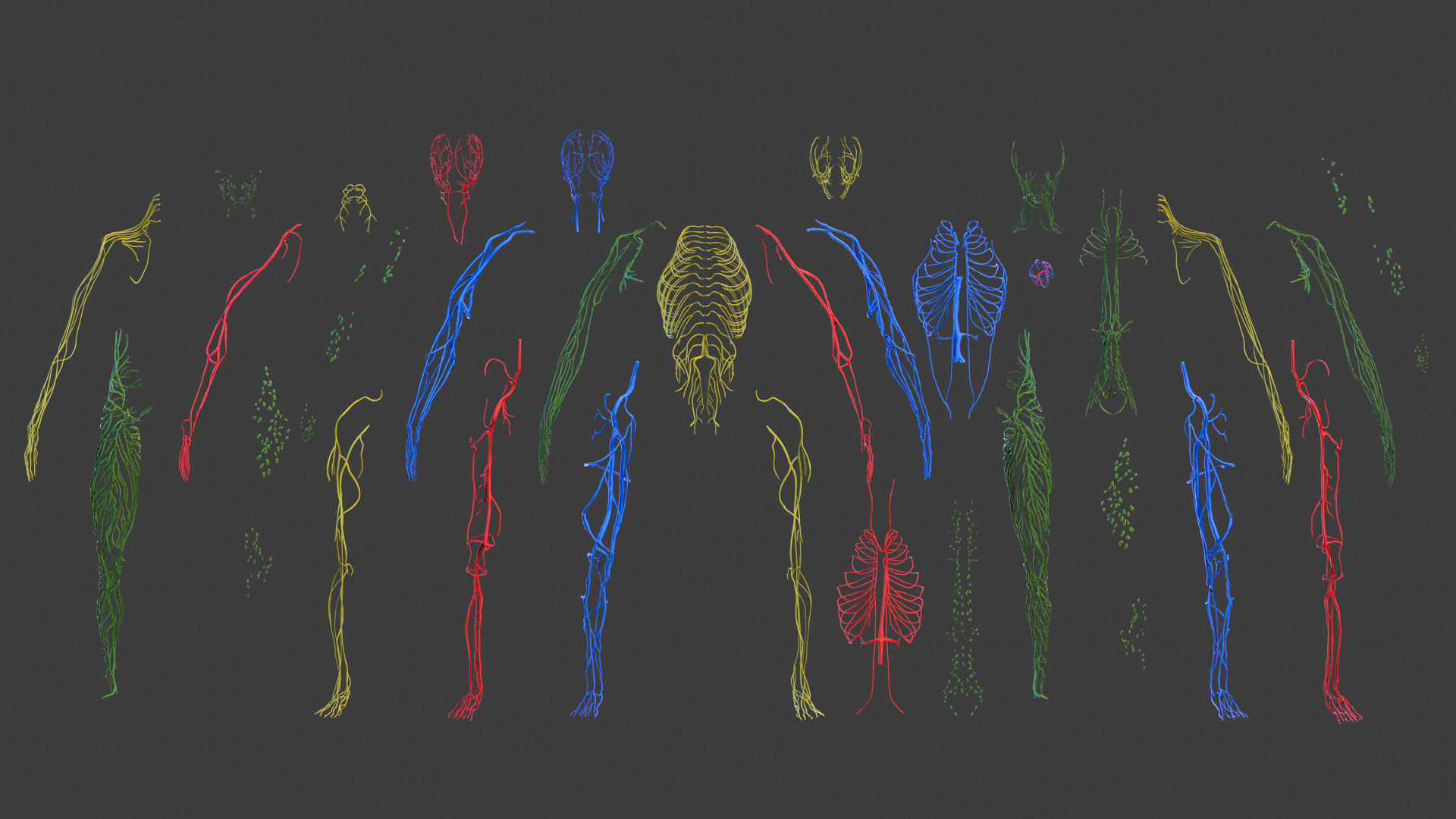 3D model Male Full Body Anatomy Asian Rigged