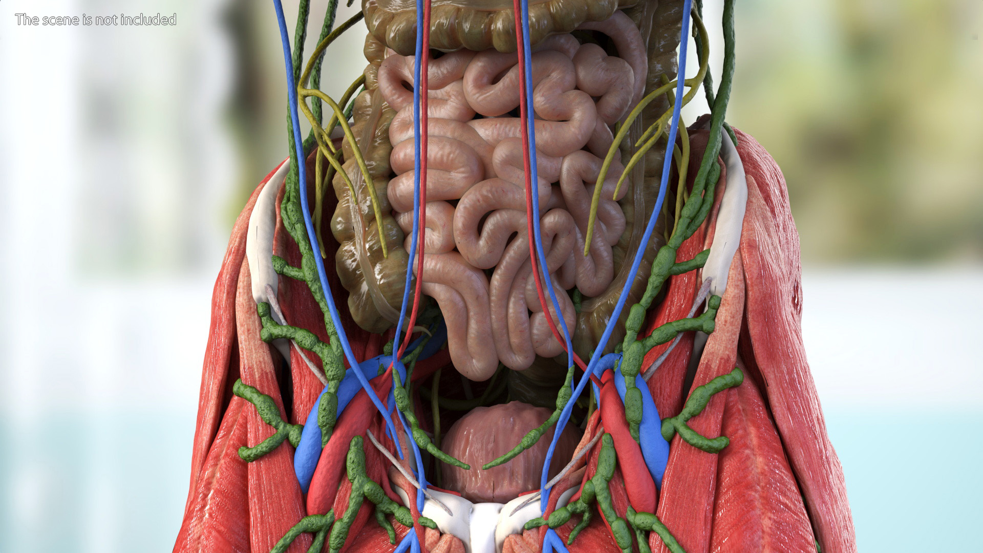 3D model Male Full Body Anatomy Asian Rigged