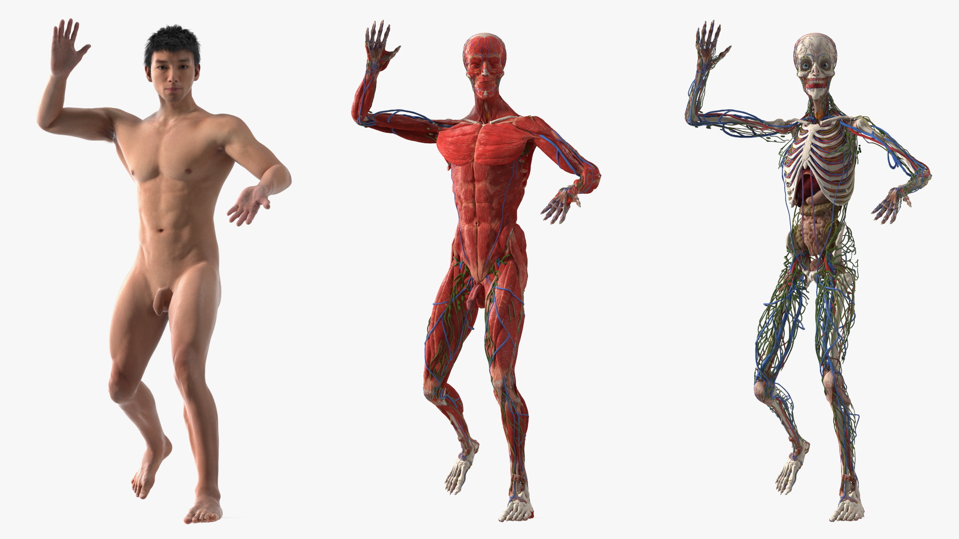 3D model Male Full Body Anatomy Asian Rigged