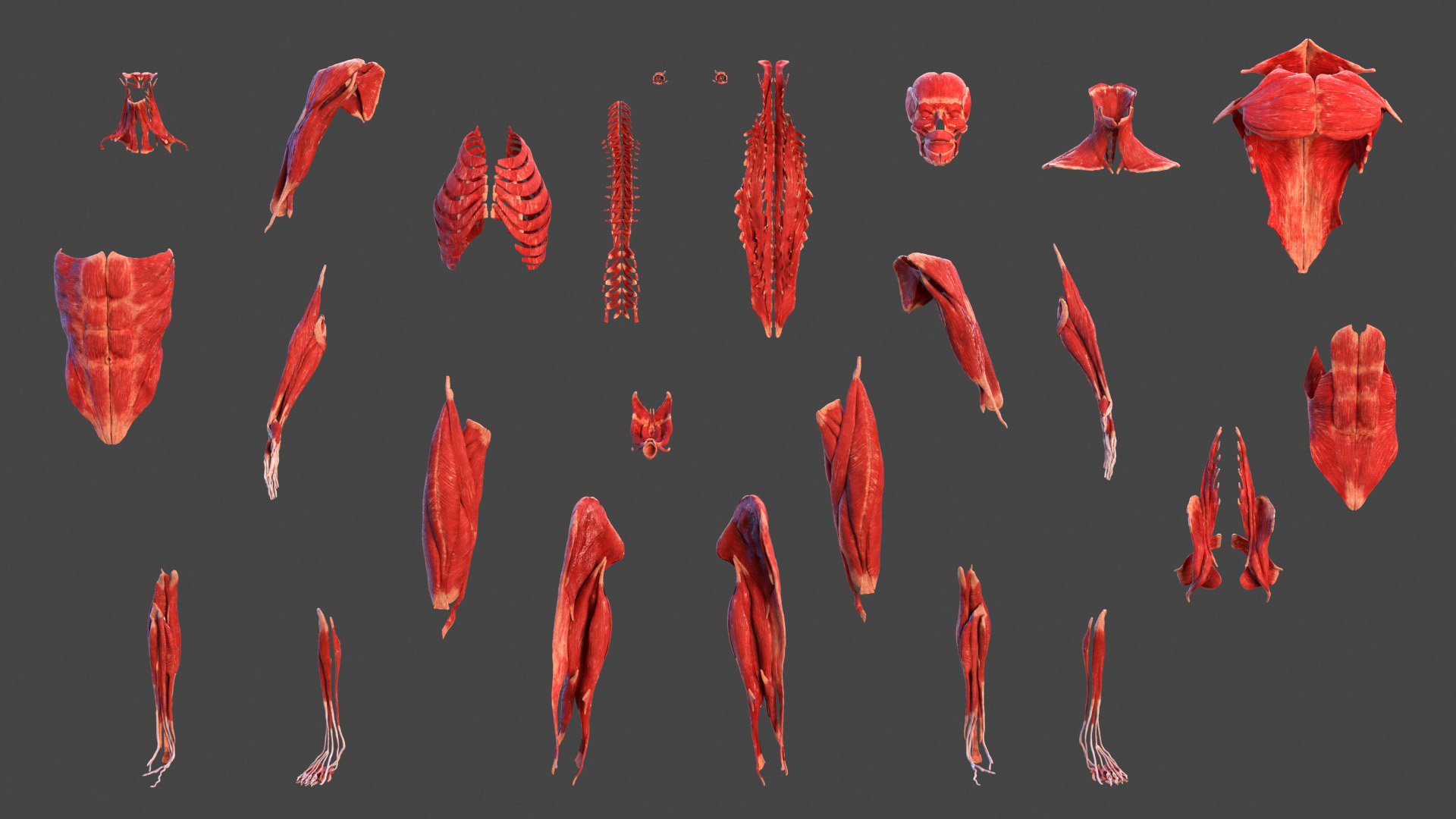 3D model Male Full Body Anatomy Asian Rigged