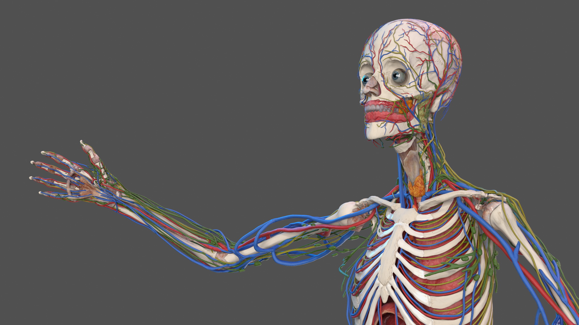 3D model Male Full Body Anatomy Asian Rigged