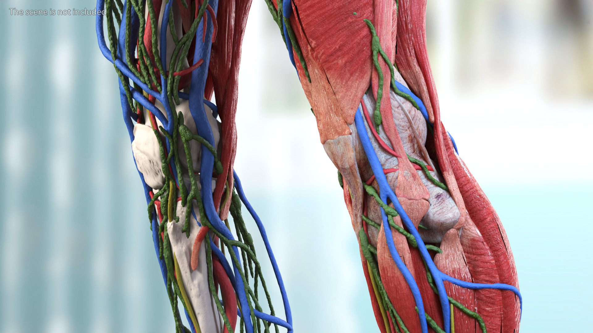 3D model Male Full Body Anatomy Asian Rigged