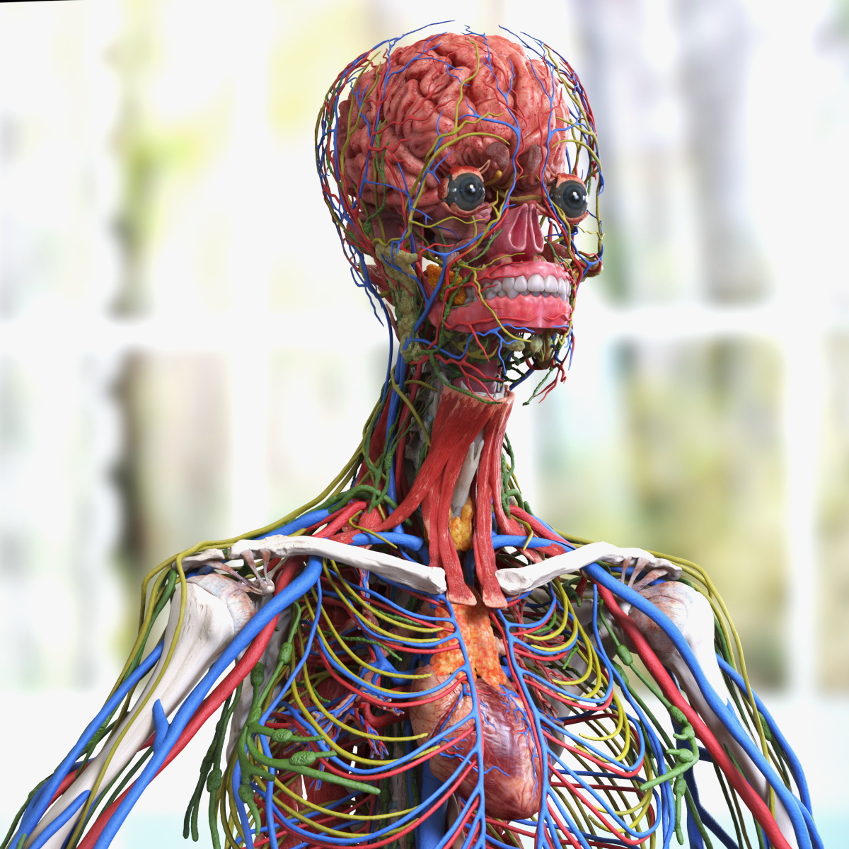 3D model Male Full Body Anatomy Asian Rigged