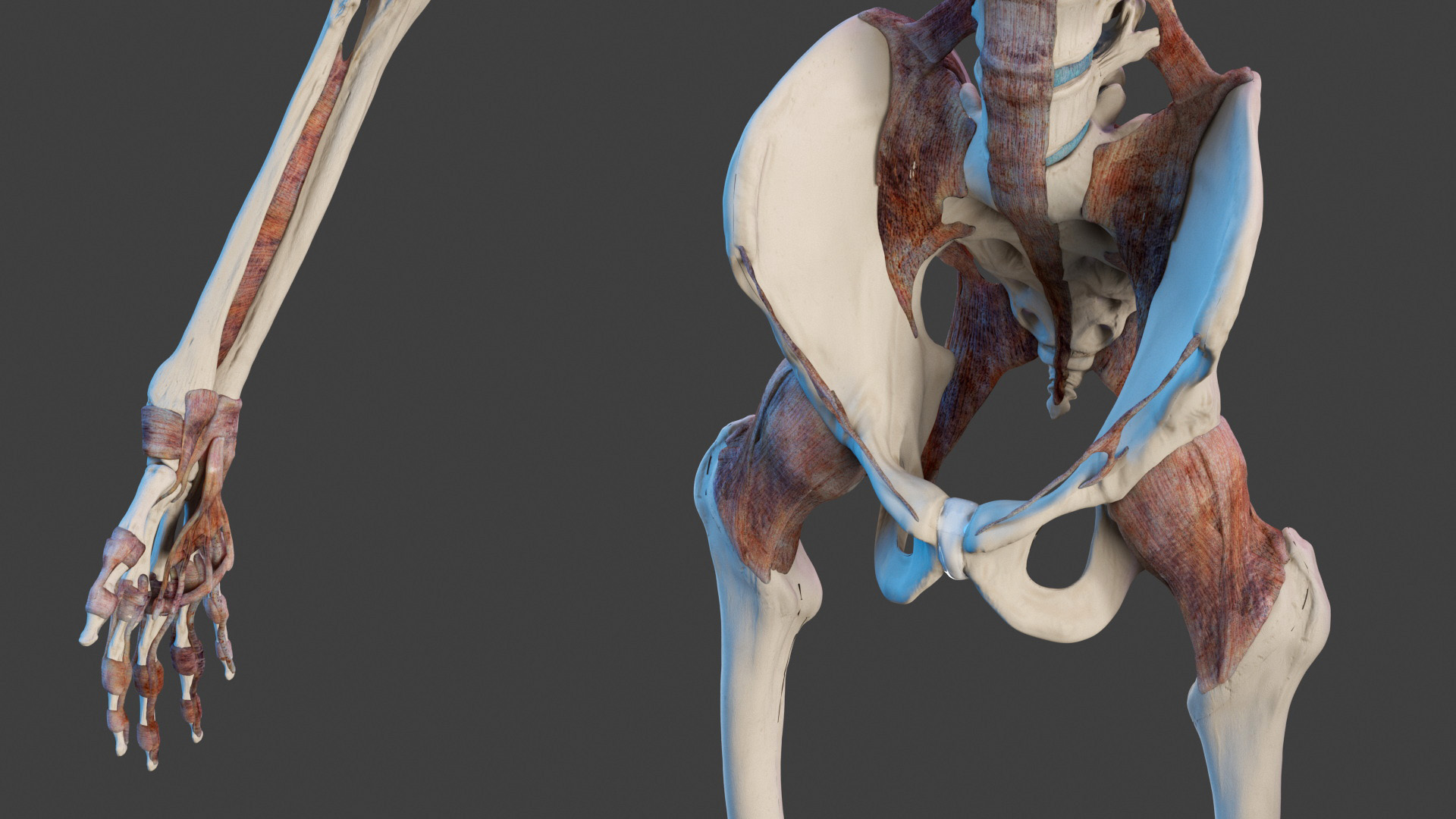 3D model Male Full Body Anatomy Asian Rigged