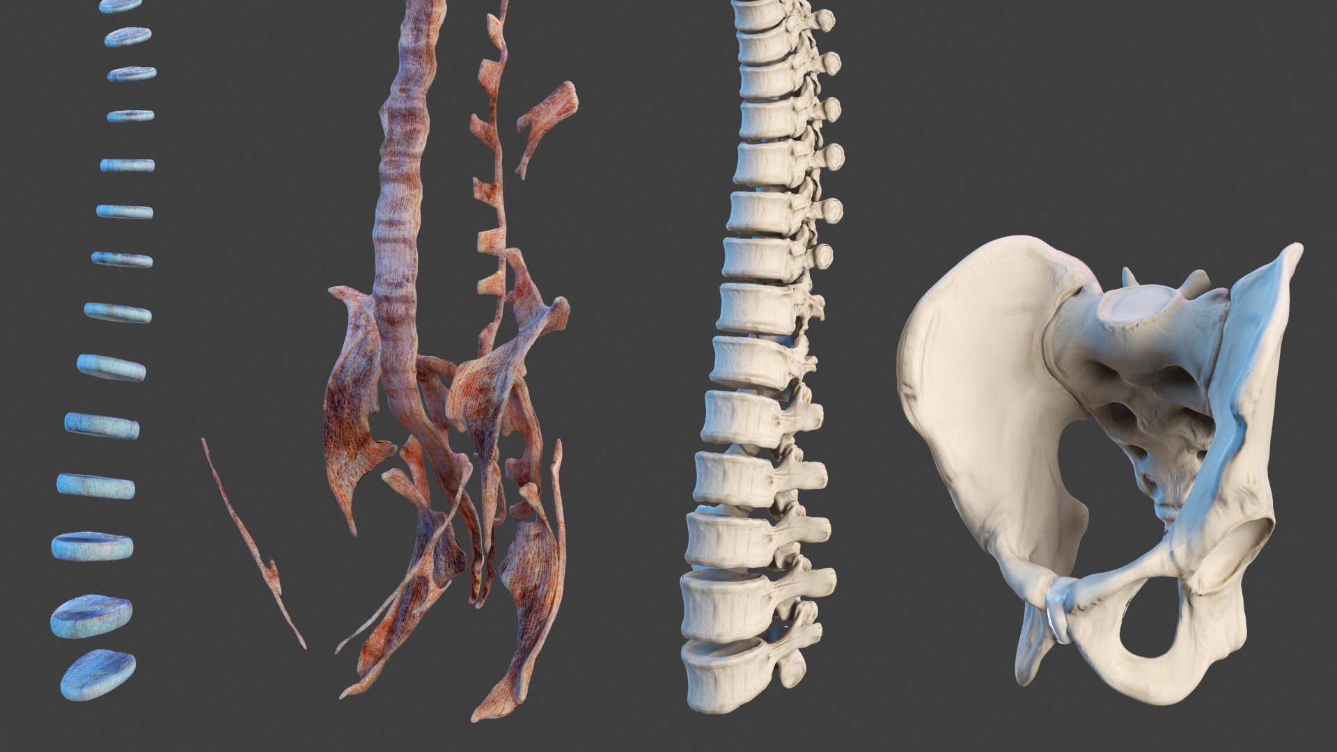 3D model Male Full Body Anatomy Asian Rigged