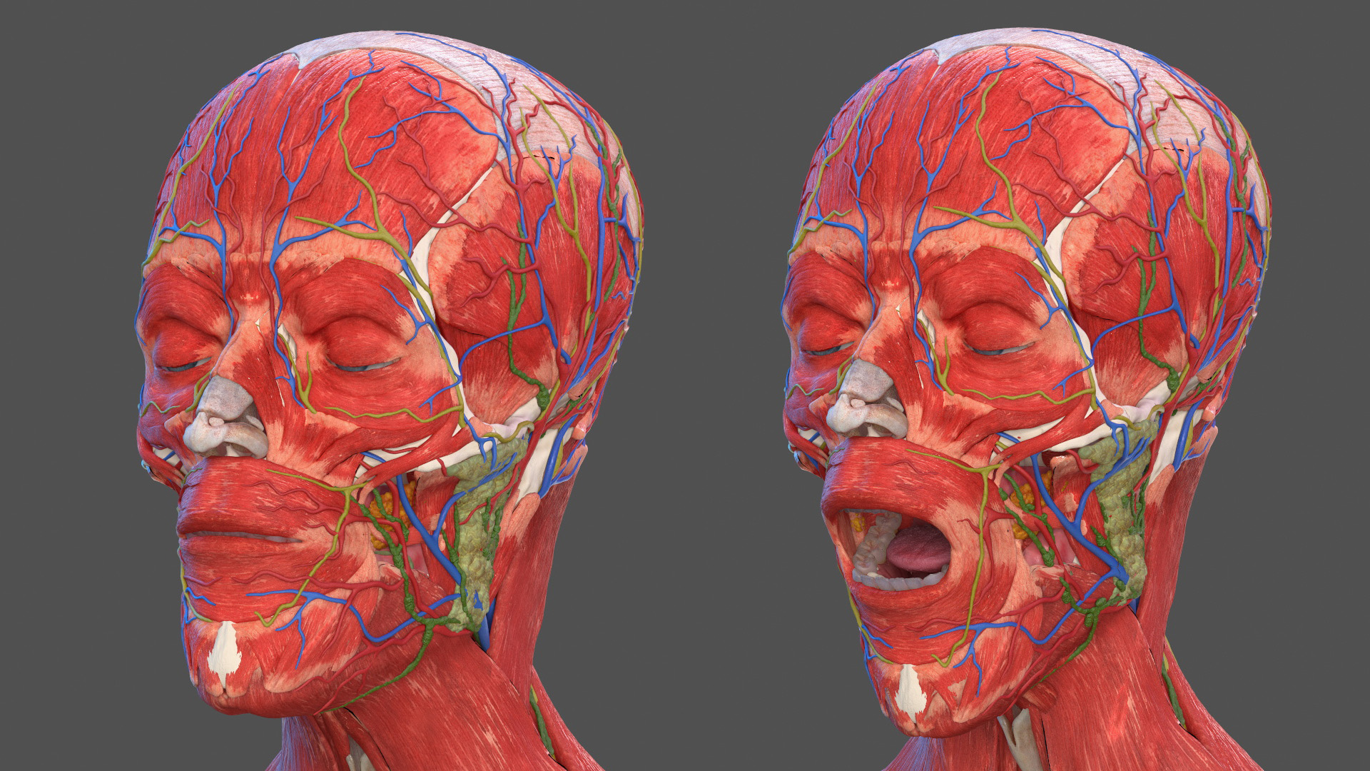 3D model Male Full Body Anatomy Asian Rigged