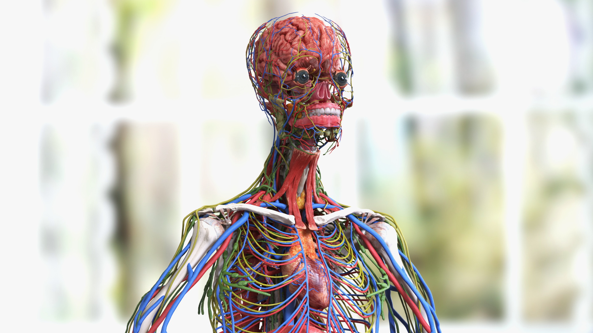 3D model Male Full Body Anatomy Asian Rigged