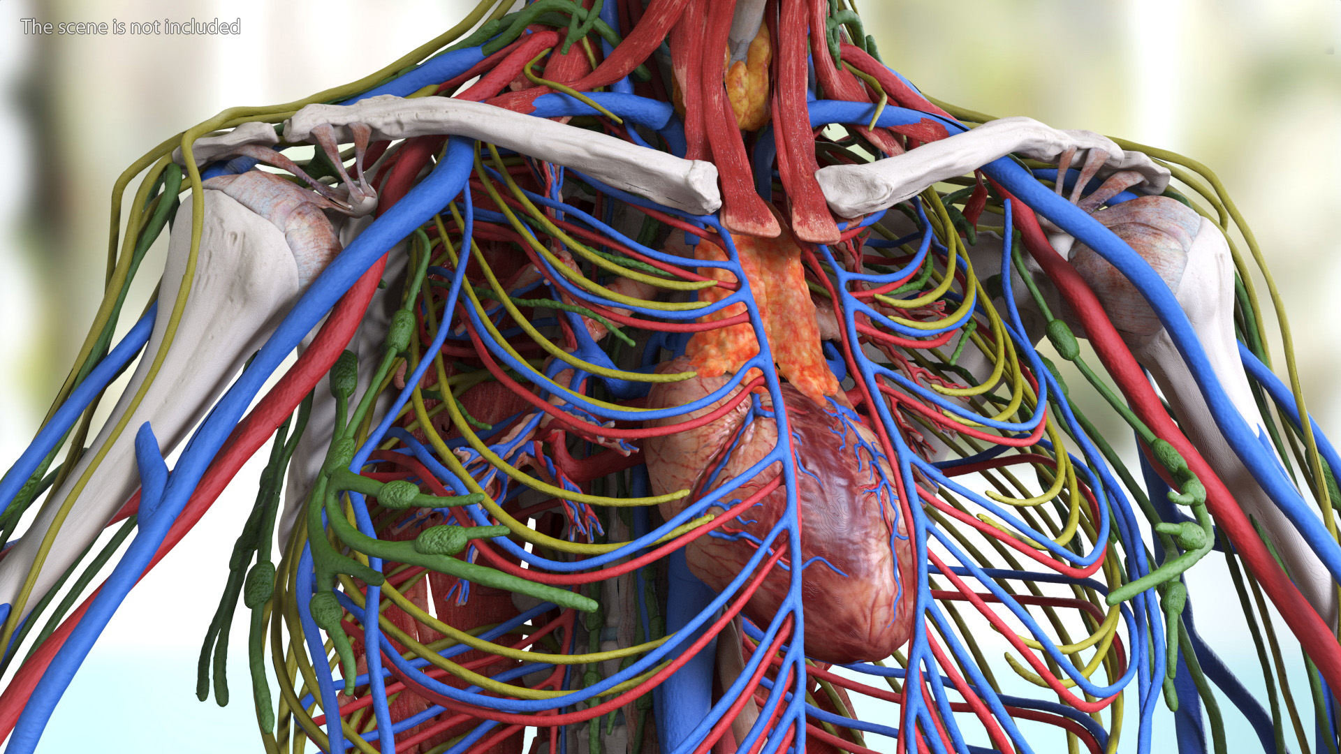 3D model Male Full Body Anatomy Asian Rigged