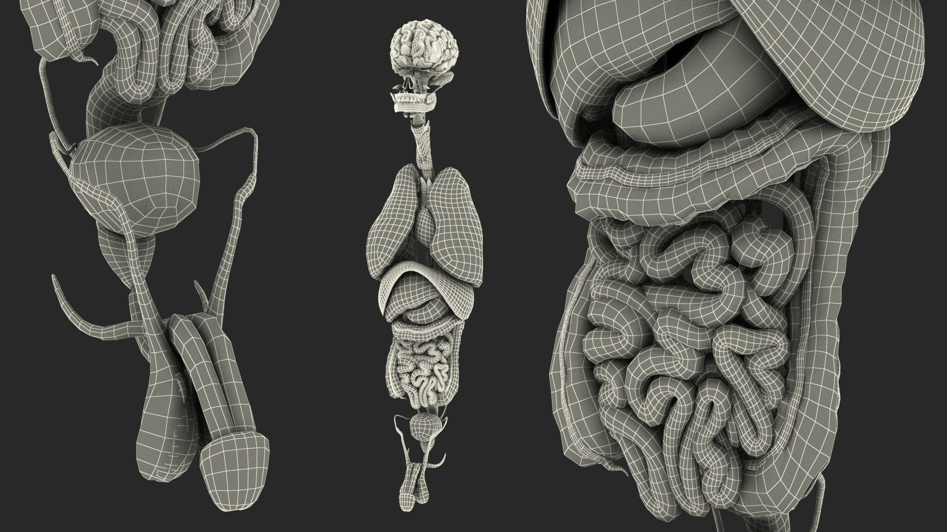 3D model Male Full Body Anatomy Asian Rigged