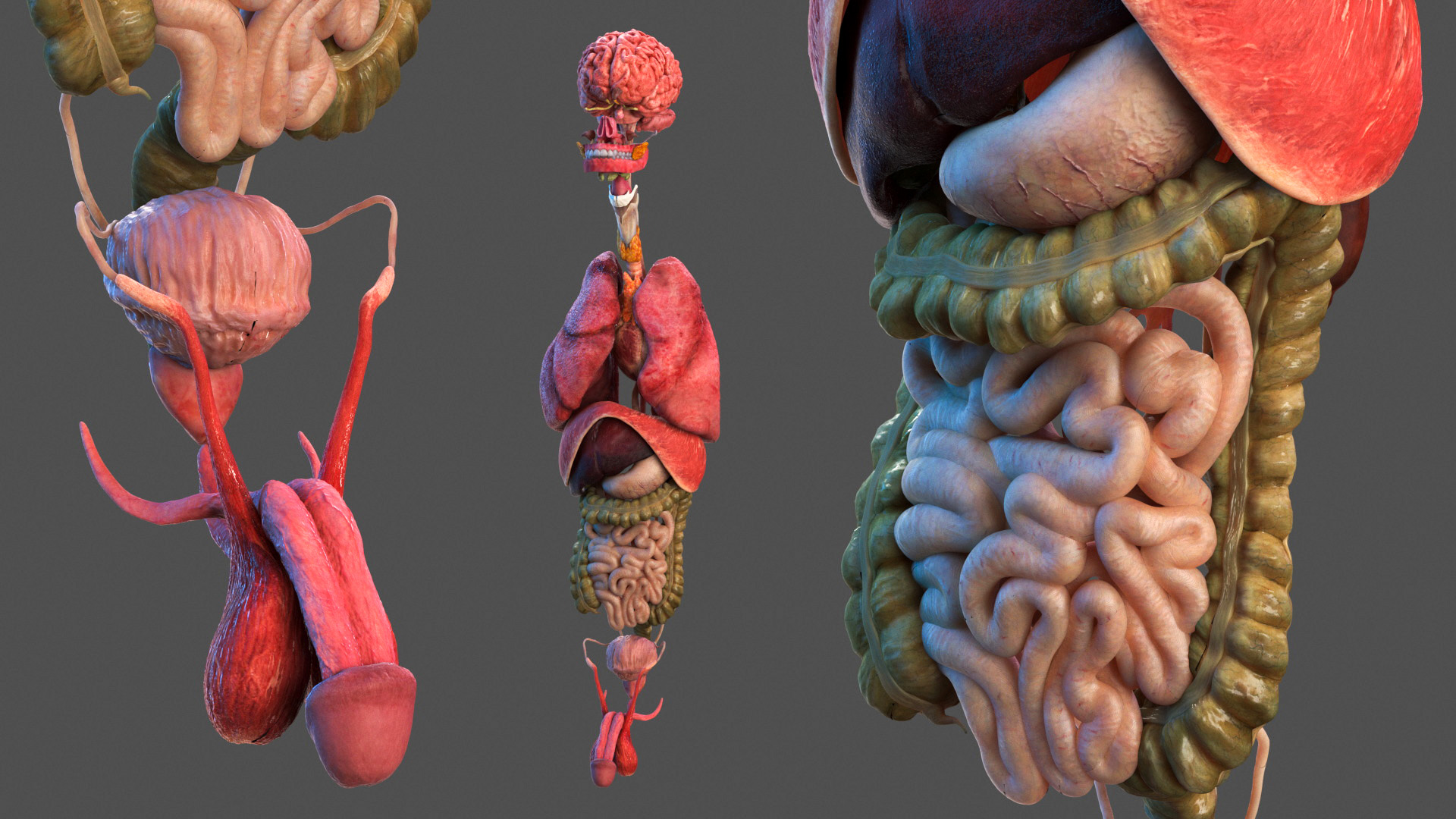 3D model Male Full Body Anatomy Asian Rigged