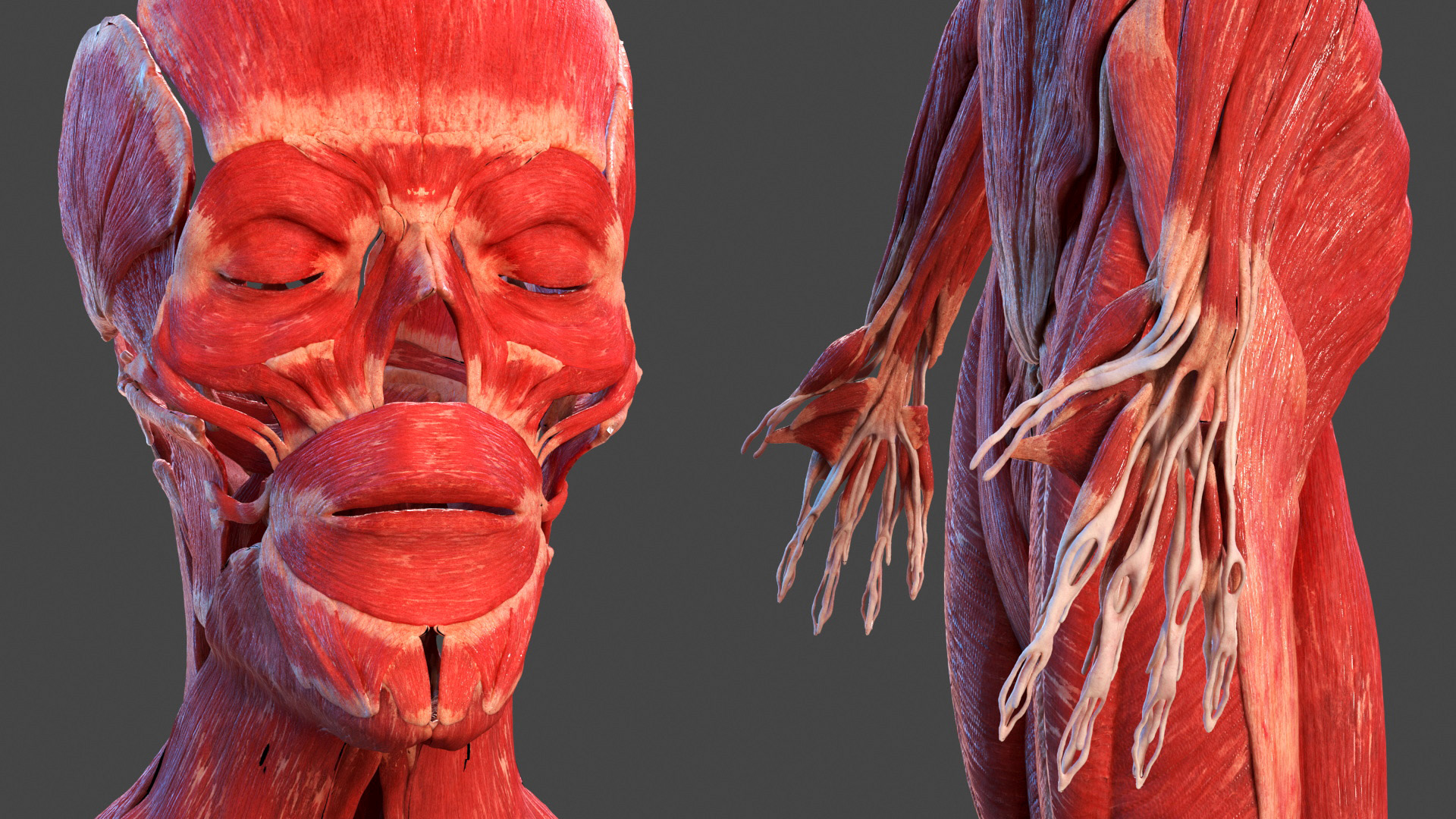 3D model Male Full Body Anatomy Asian Rigged