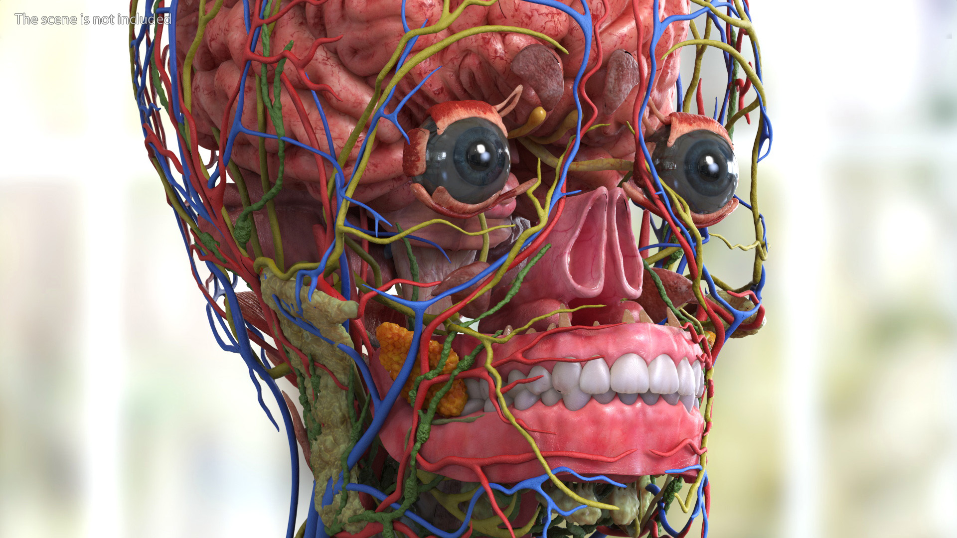 3D model Male Full Body Anatomy Asian Rigged