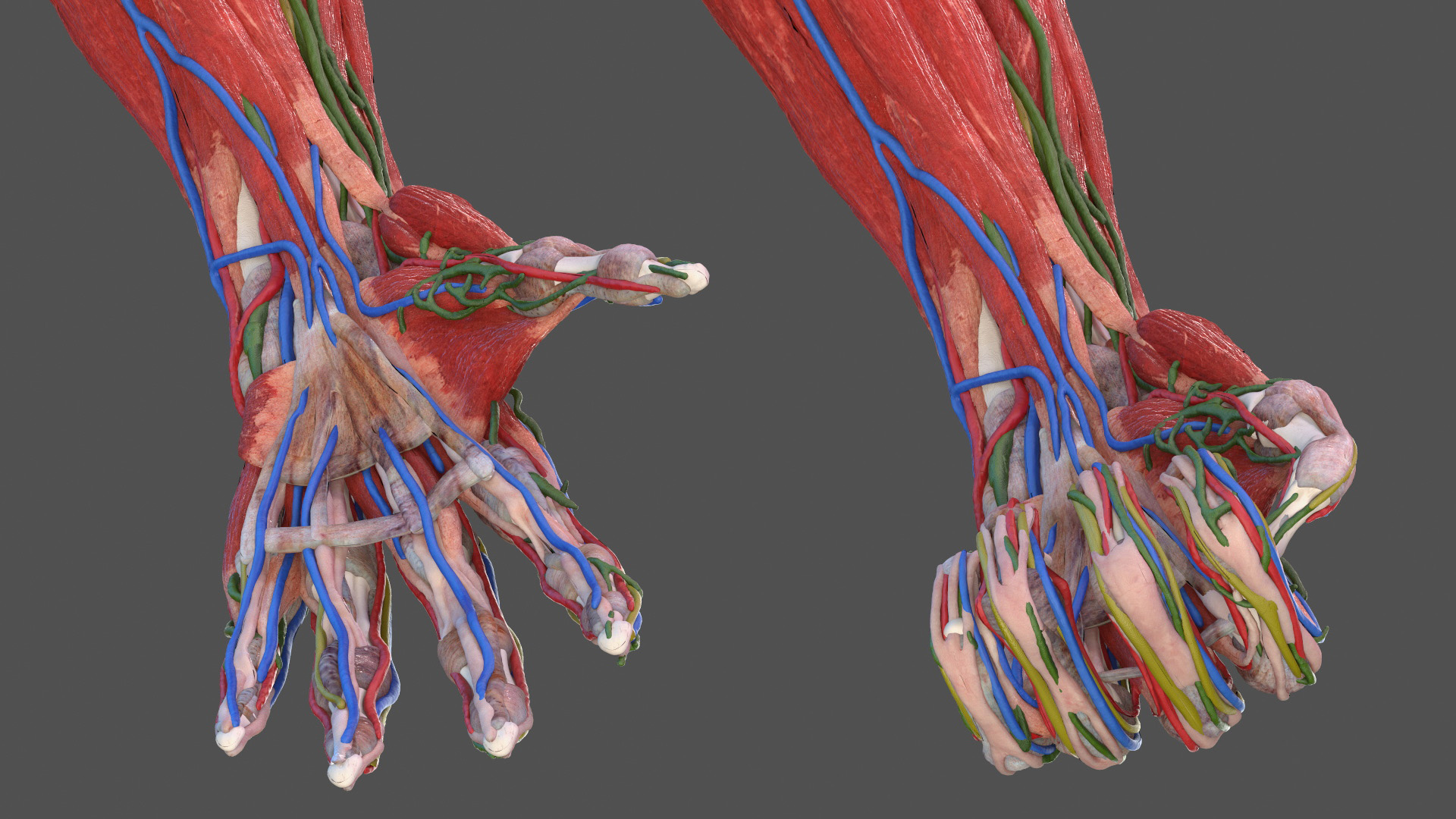 3D model Male Full Body Anatomy Asian Rigged