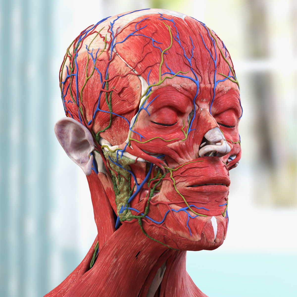 3D model Male Full Body Anatomy Asian Rigged