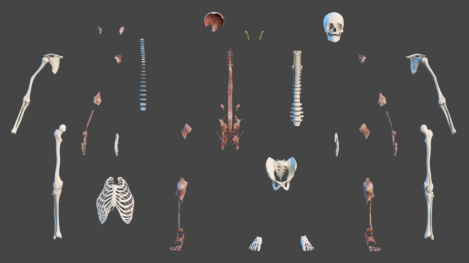 3D model Male Full Body Anatomy Asian Rigged