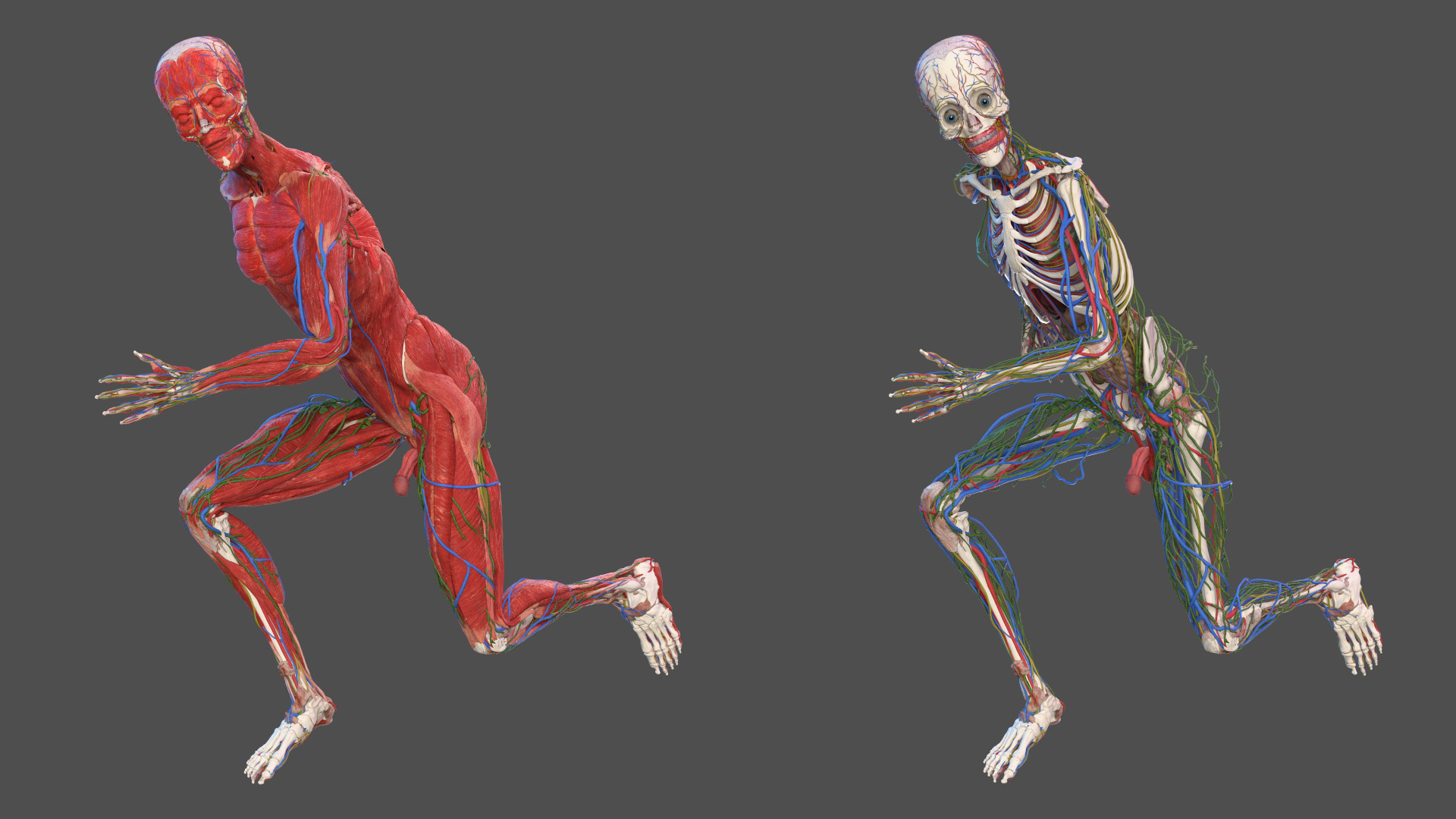 3D model Male Full Body Anatomy Asian Rigged