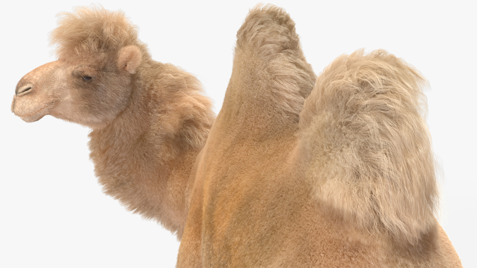 3D Bactrian Camel Light Colored Standing Pose Fur