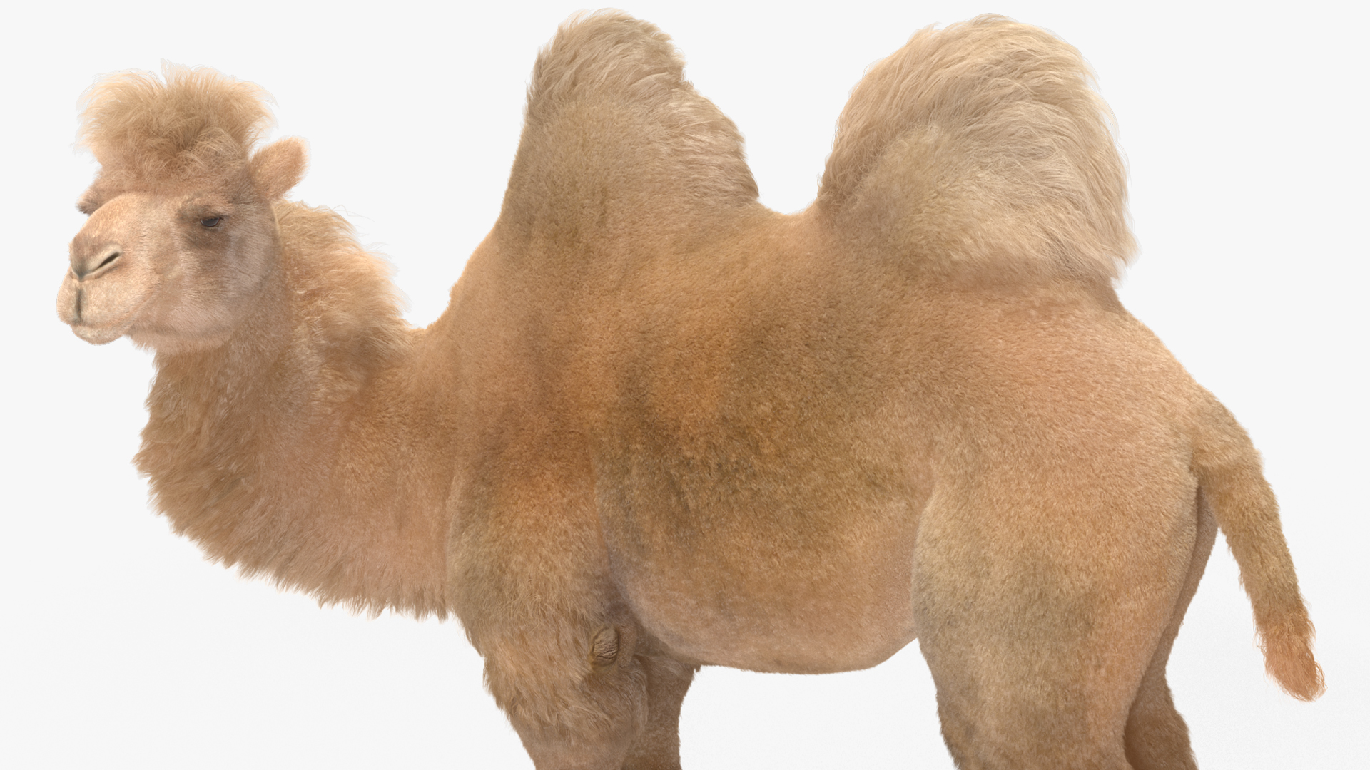 3D Bactrian Camel Light Colored Standing Pose Fur